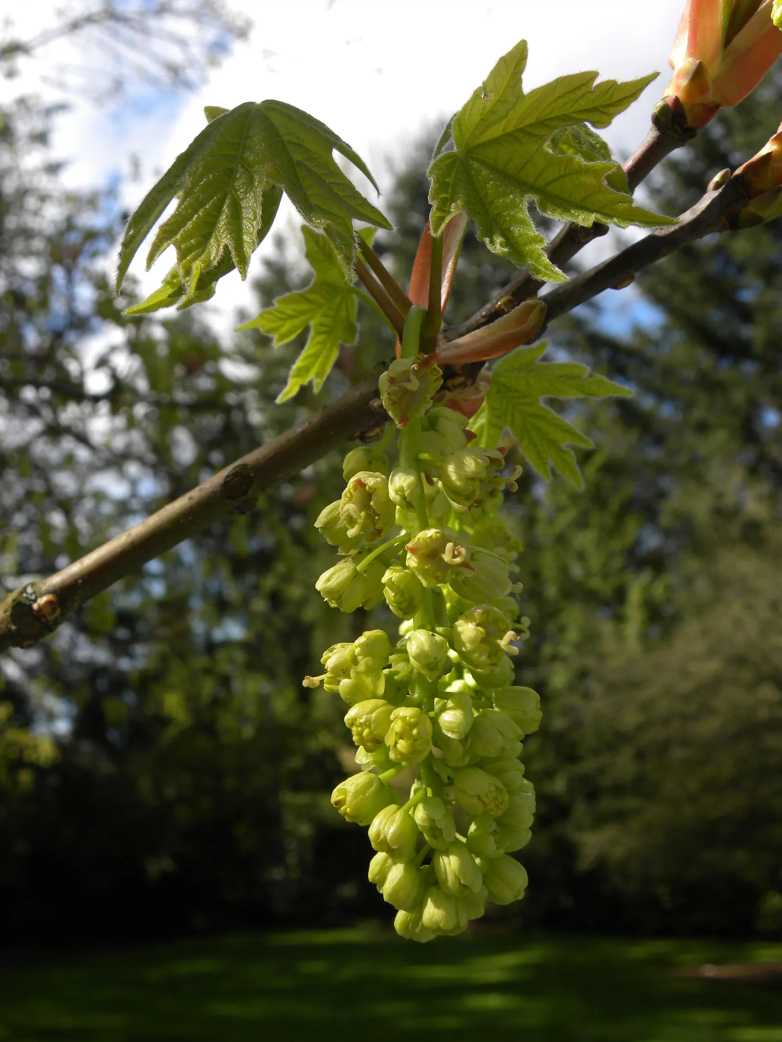 Bigleaf Maple (Acer Macrophyllum) — the Bigleaf Maple is lauded for its capacity to sustain a variety of wildlife; this arboreal giant serves as a, image 74
