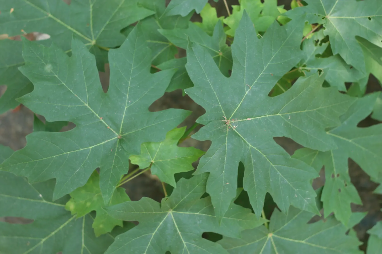 Bigleaf Maple (Acer Macrophyllum) — it rises to a commanding height of 50 to 100 feet with a canopy spread almost equally wide; its bark is, image 66
