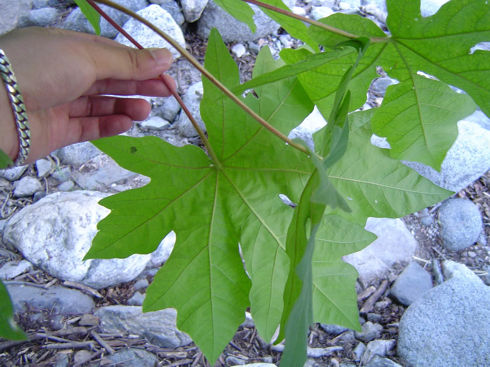 Bigleaf Maple (Acer Macrophyllum) — tree with yellow blooms; which later give way to the winged fruit samaras that nature enthusiasts and wildlife cherish