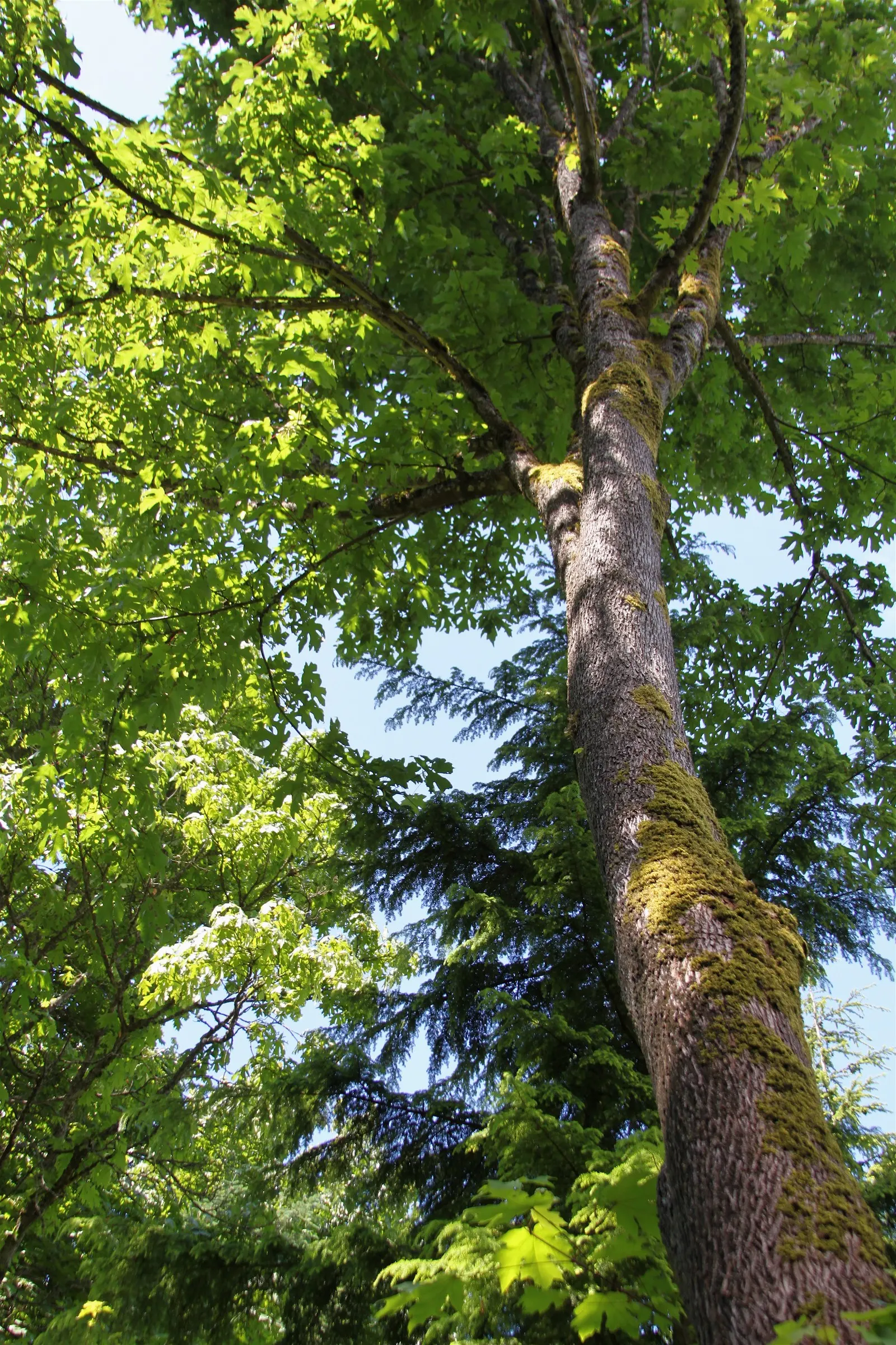 Bigleaf Maple (Acer Macrophyllum) — is esteemed for its grandeur and ecological contribution; demanding ample space to flourish.<br><br>Springtime, image 62