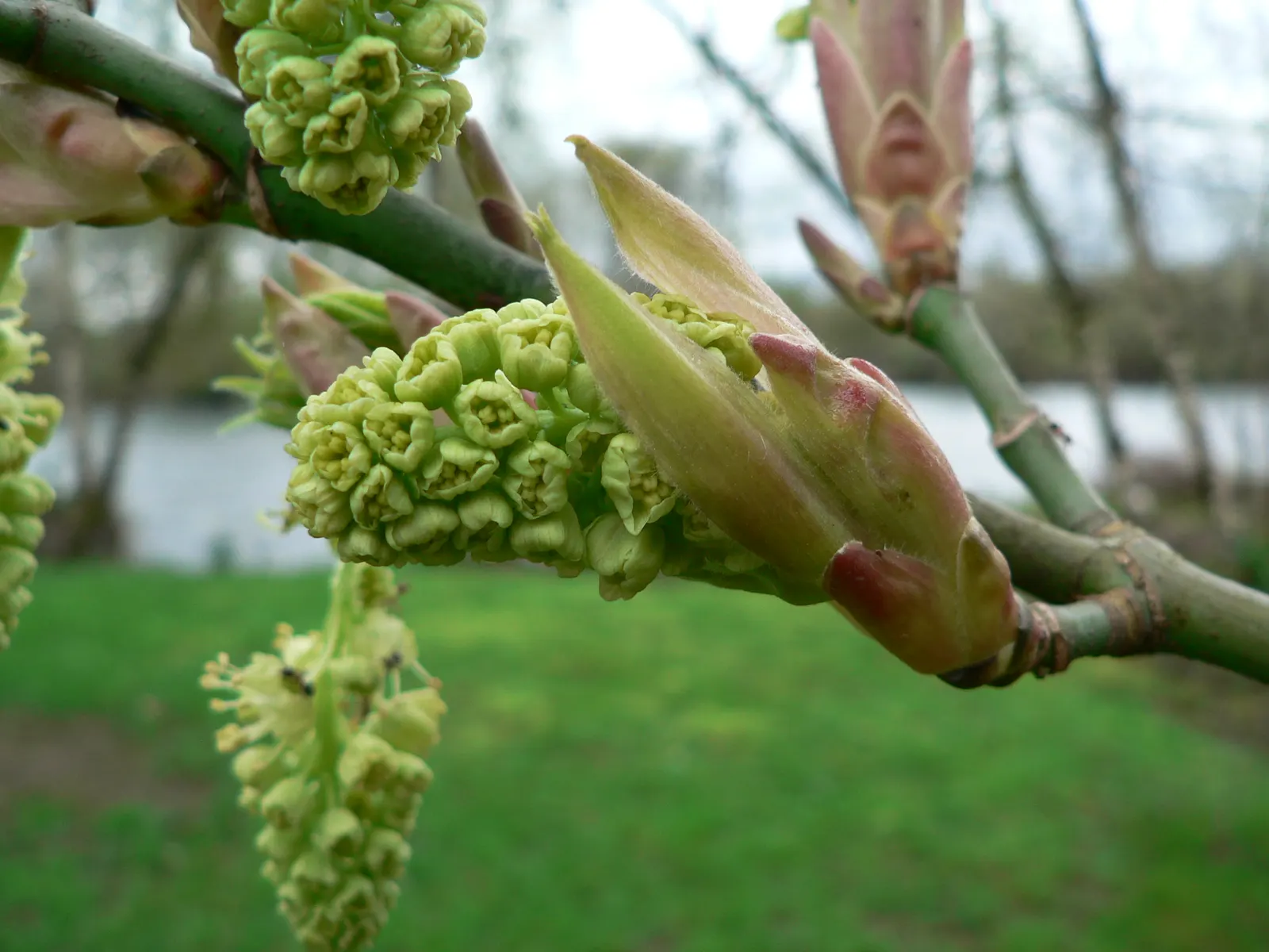 Bigleaf Maple (Acer Macrophyllum) — This arboreal giant serves as a canopy tree in natural settings or as a specimen tree in spacious landscapes; it rises to a