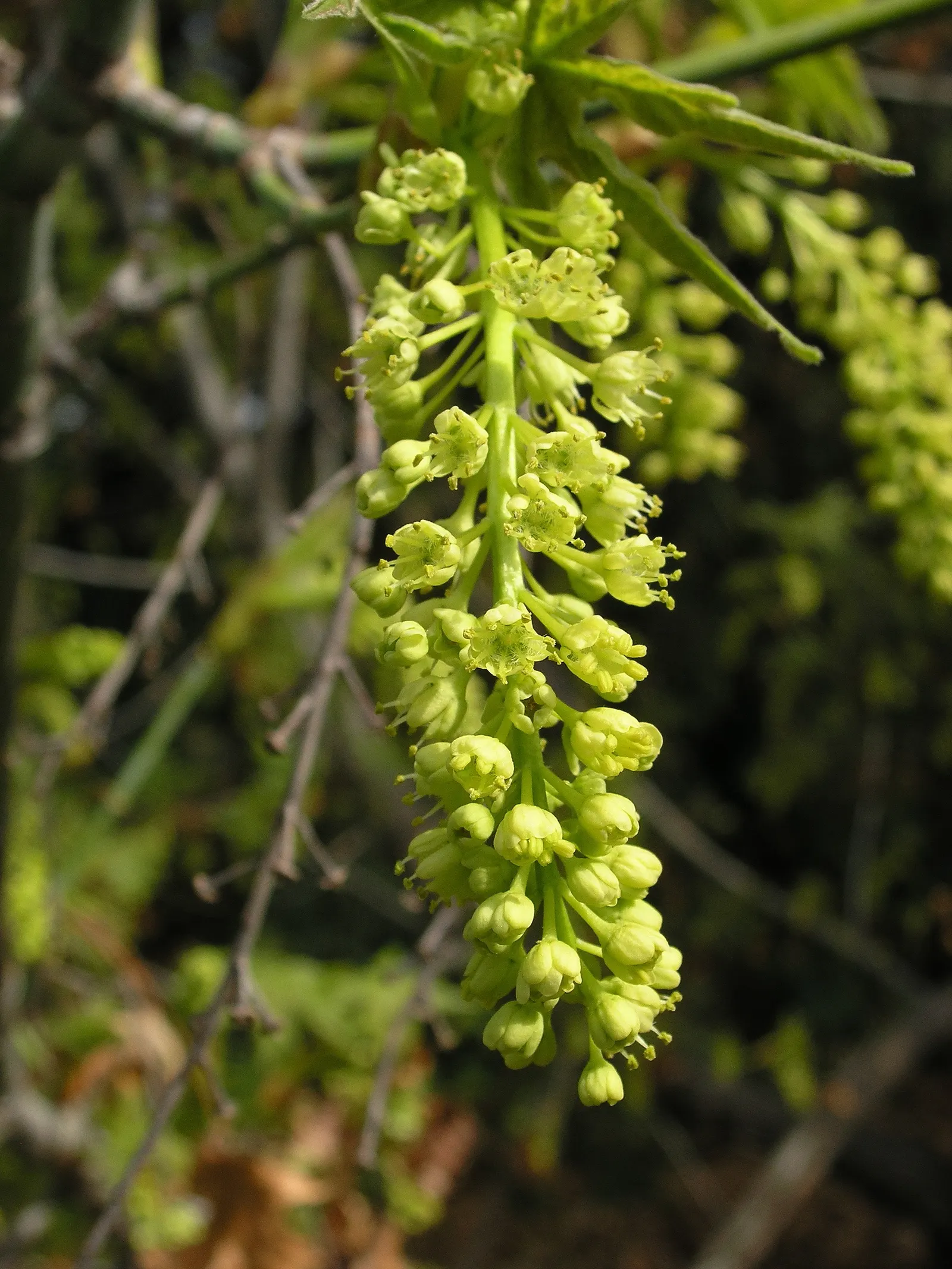 Bigleaf Maple (Acer Macrophyllum) — reaching an impressive span of up to 12 inches across; is esteemed for its grandeur and ecological contribution