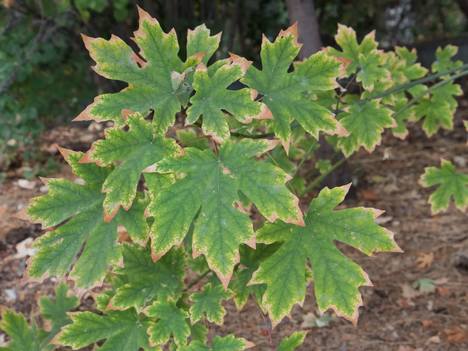 Bigleaf Maple (Acer Macrophyllum) — is a deciduous tree notable for its expansive; this species is characterized by its expansive