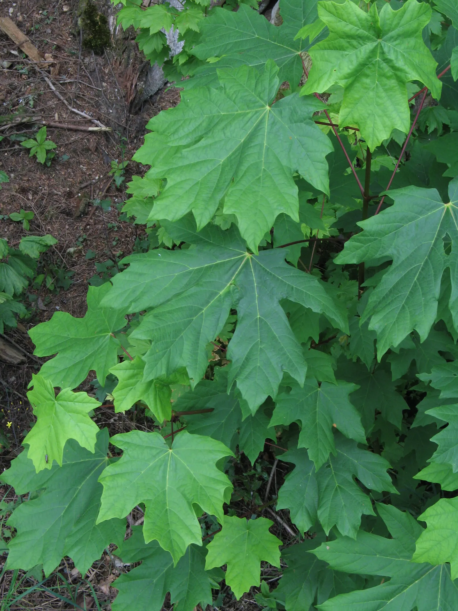 Bigleaf Maple (Acer Macrophyllum) — commonly known as Bigleaf Maple; it thrives in the moist, well-drained soils of its native Pacific Northwest