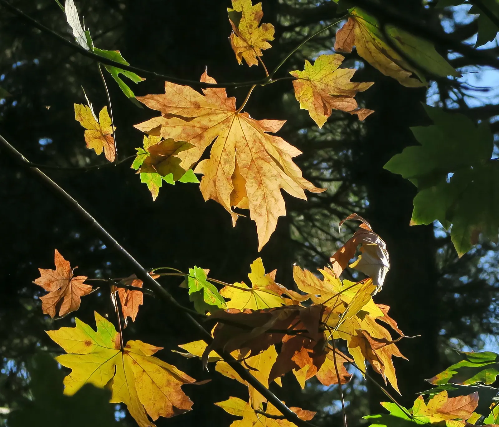 Bigleaf Maple (Acer Macrophyllum) — demanding ample space to flourish.<br><br>Springtime unveils clusters of chartreuse flowers