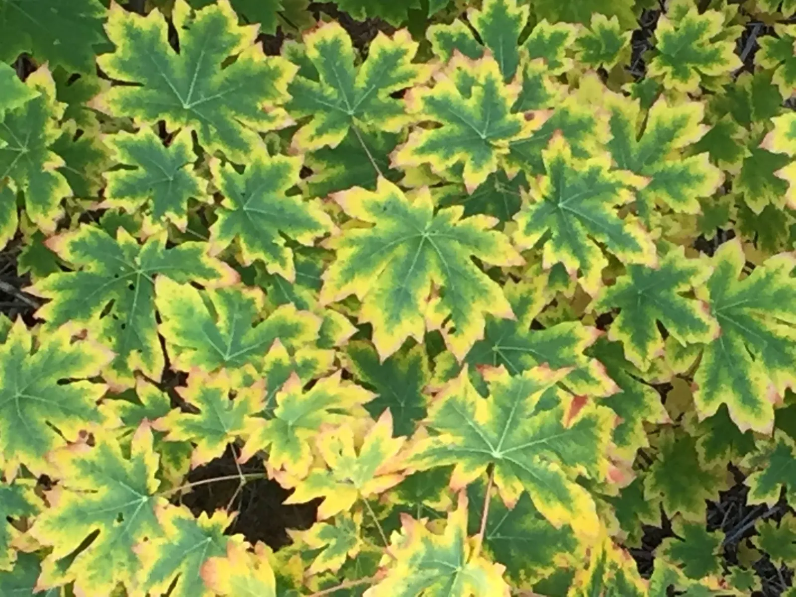 Bigleaf Maple (Acer Macrophyllum) — Its bark is textured and grey, adding visual interest, especially in the winter months; uniquely the largest among maples