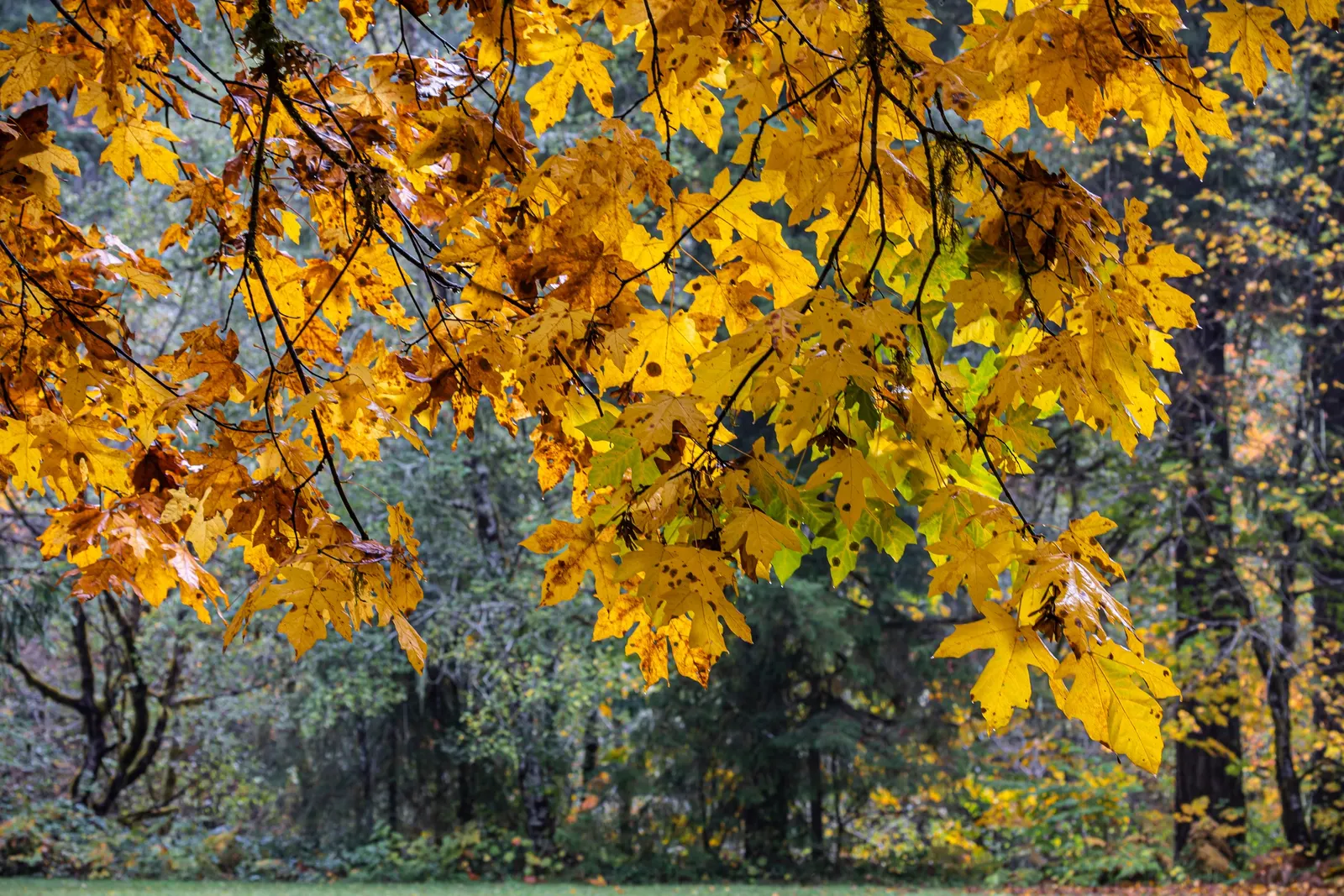 Bigleaf Maple (Acer Macrophyllum) — In spring, yellow-green flowers adorn the tree, later maturing into winged samaras