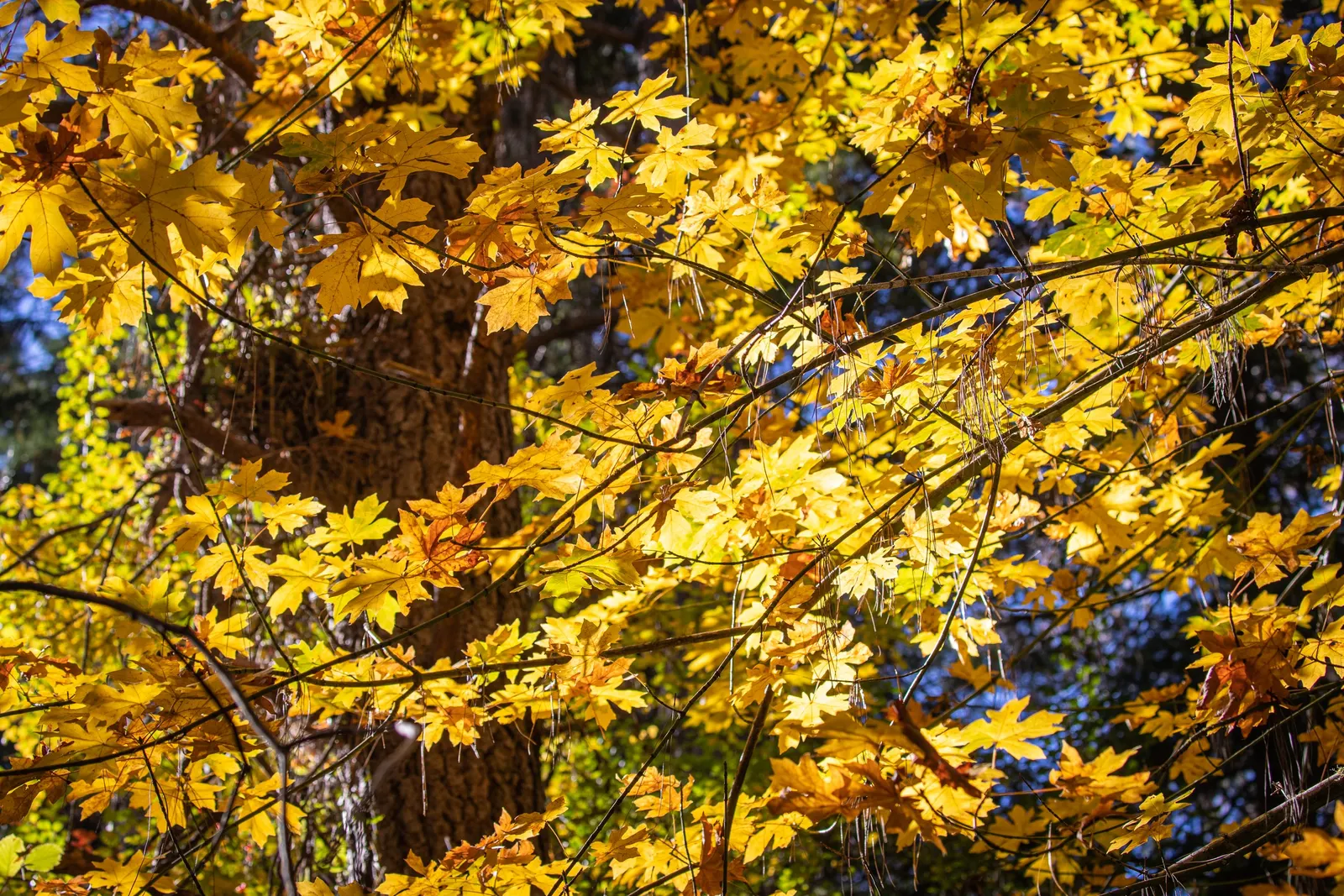 Bigleaf Maple (Acer Macrophyllum) — tree for full or half or shade; thus enhancing biodiversity within its vicinity, image 78