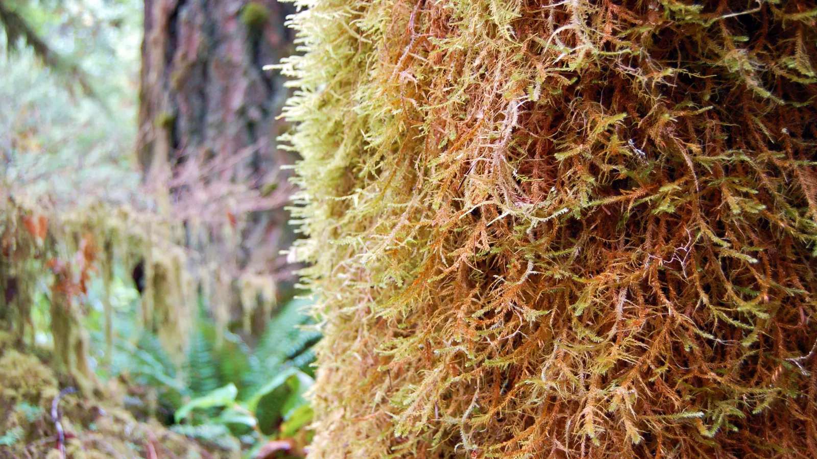 Bigleaf Maple (Acer Macrophyllum) — uniquely the largest among maples; spanning up to 12 inches across, image 64