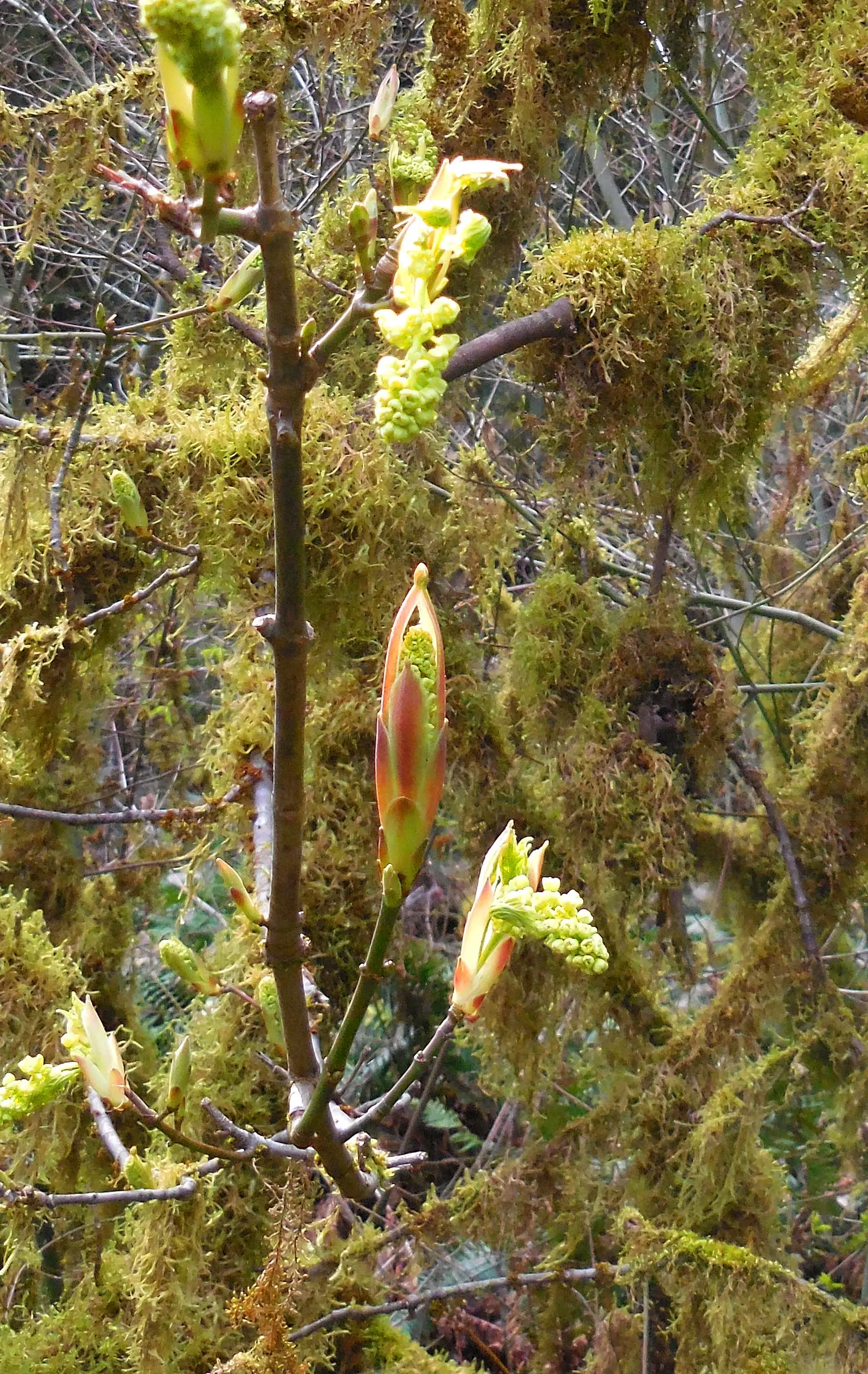 Bigleaf Maple (Acer Macrophyllum) — It thrives in the moist, well-drained soils of its native Pacific Northwest; tree with yellow blooms