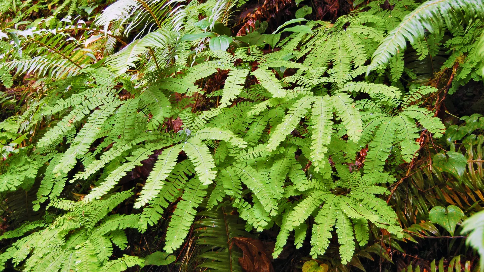 Bigleaf Maple (Acer Macrophyllum) — This arboreal giant serves as a canopy tree in natural settings or as a specimen tree in spacious landscapes, image 73