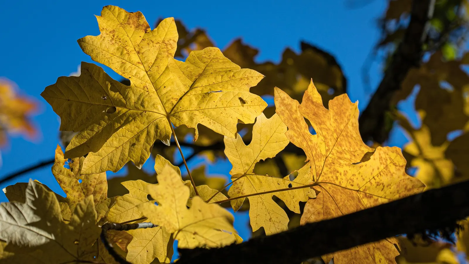 Bigleaf Maple (Acer Macrophyllum) — yellow flowers in the garden; a magnificent deciduous tree native to the western coast of North America, image 76