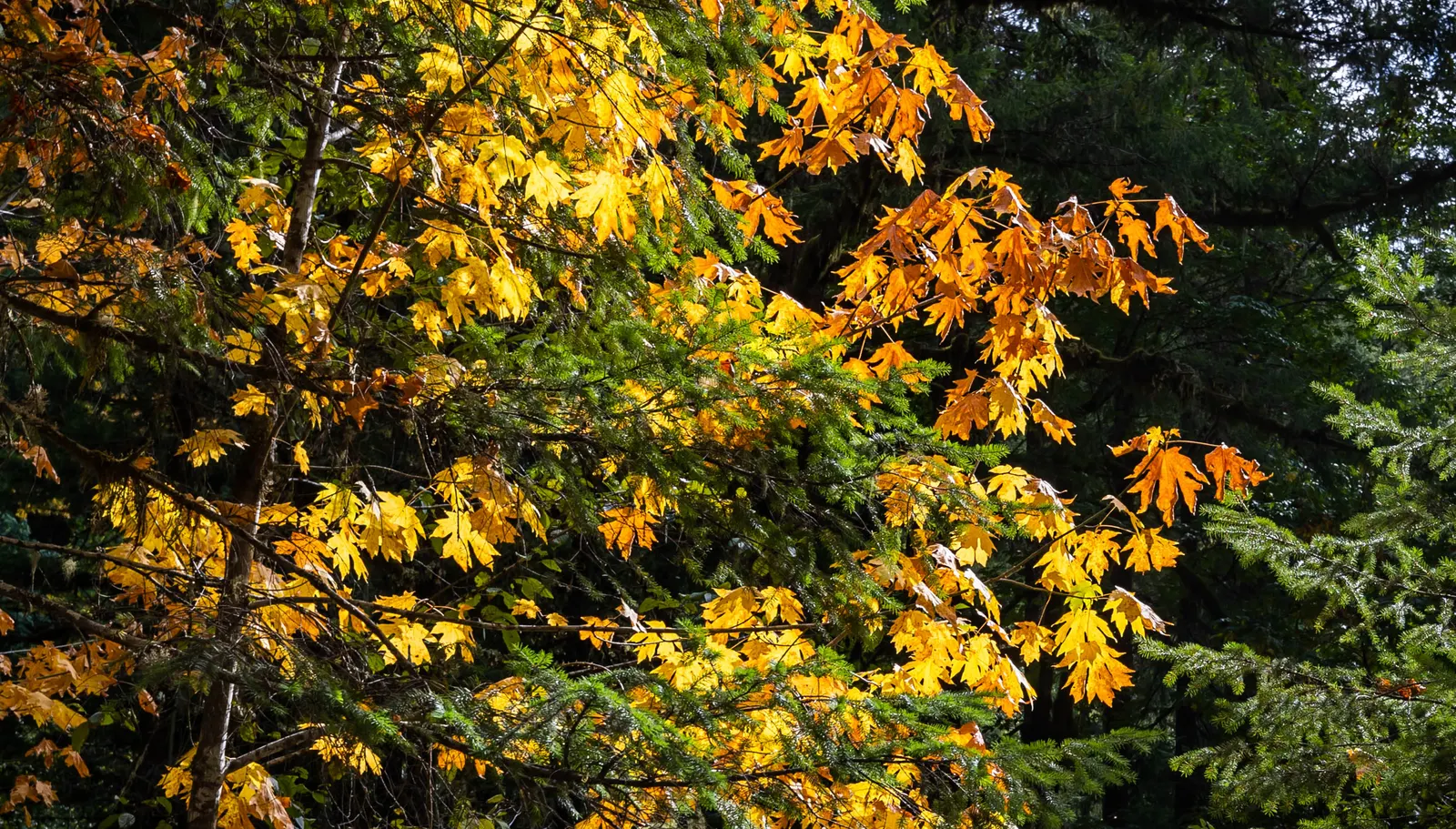 Bigleaf Maple (Acer Macrophyllum) — Hardiness is within USDA zones 5 through 9; ideal for spacious landscapes