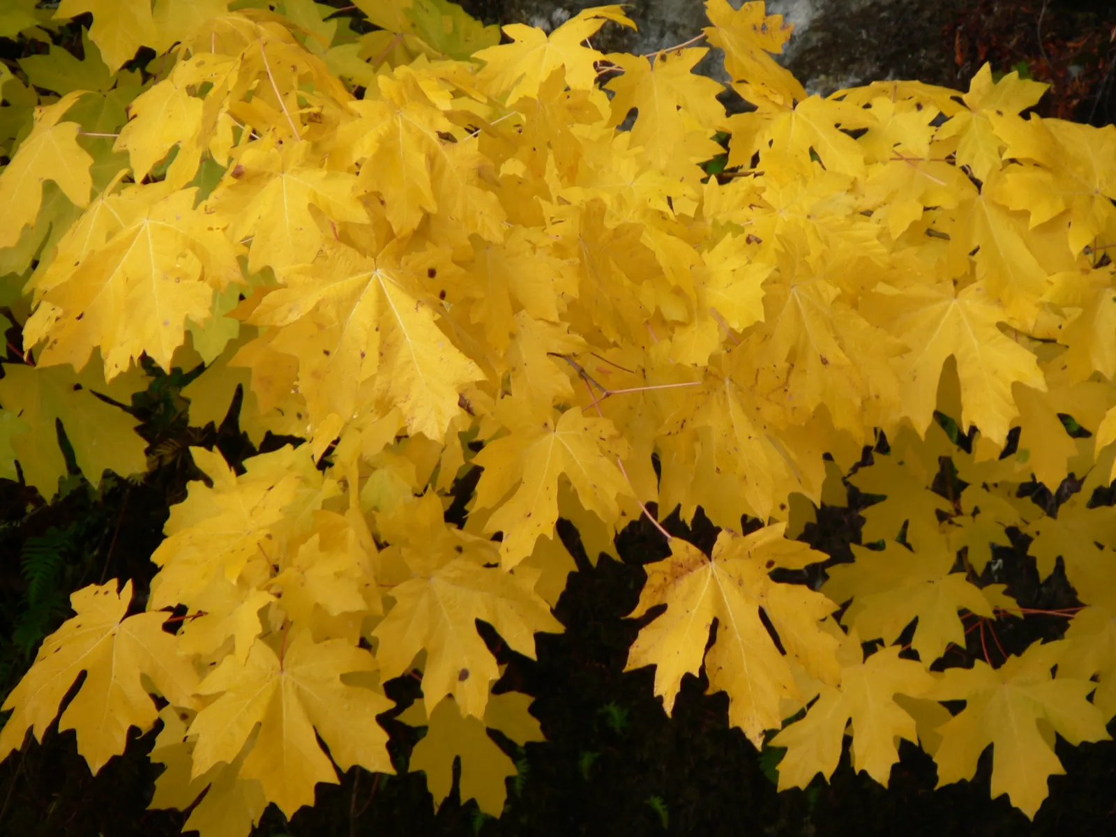 Bigleaf Maple (Acer Macrophyllum) — a magnificent deciduous tree native to the western coast of North America; the Bigleaf Maple (Acer macrophyllum)