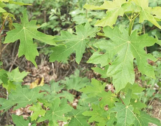 Bigleaf Maple (Acer Macrophyllum) — which later give way to the winged fruit samaras that nature enthusiasts and wildlife cherish; with a mature height of