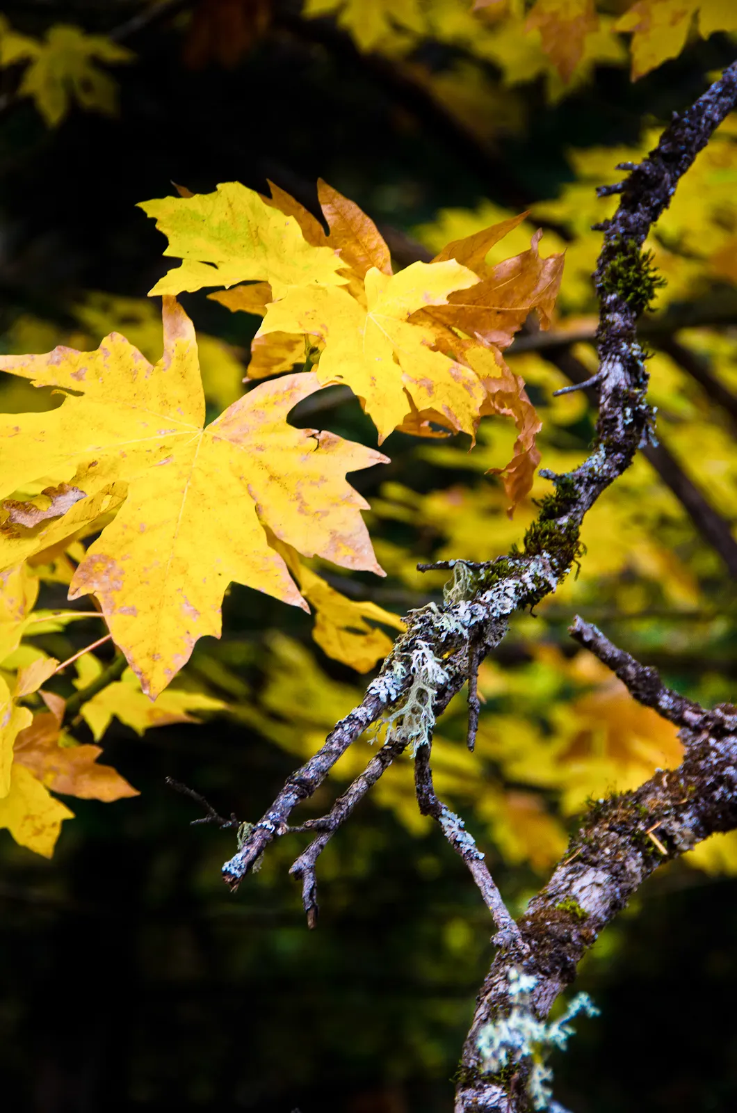 Bigleaf Maple (Acer Macrophyllum) — demanding ample space to flourish.<br><br>Springtime unveils clusters of chartreuse flowers; yellow flowers in the garden