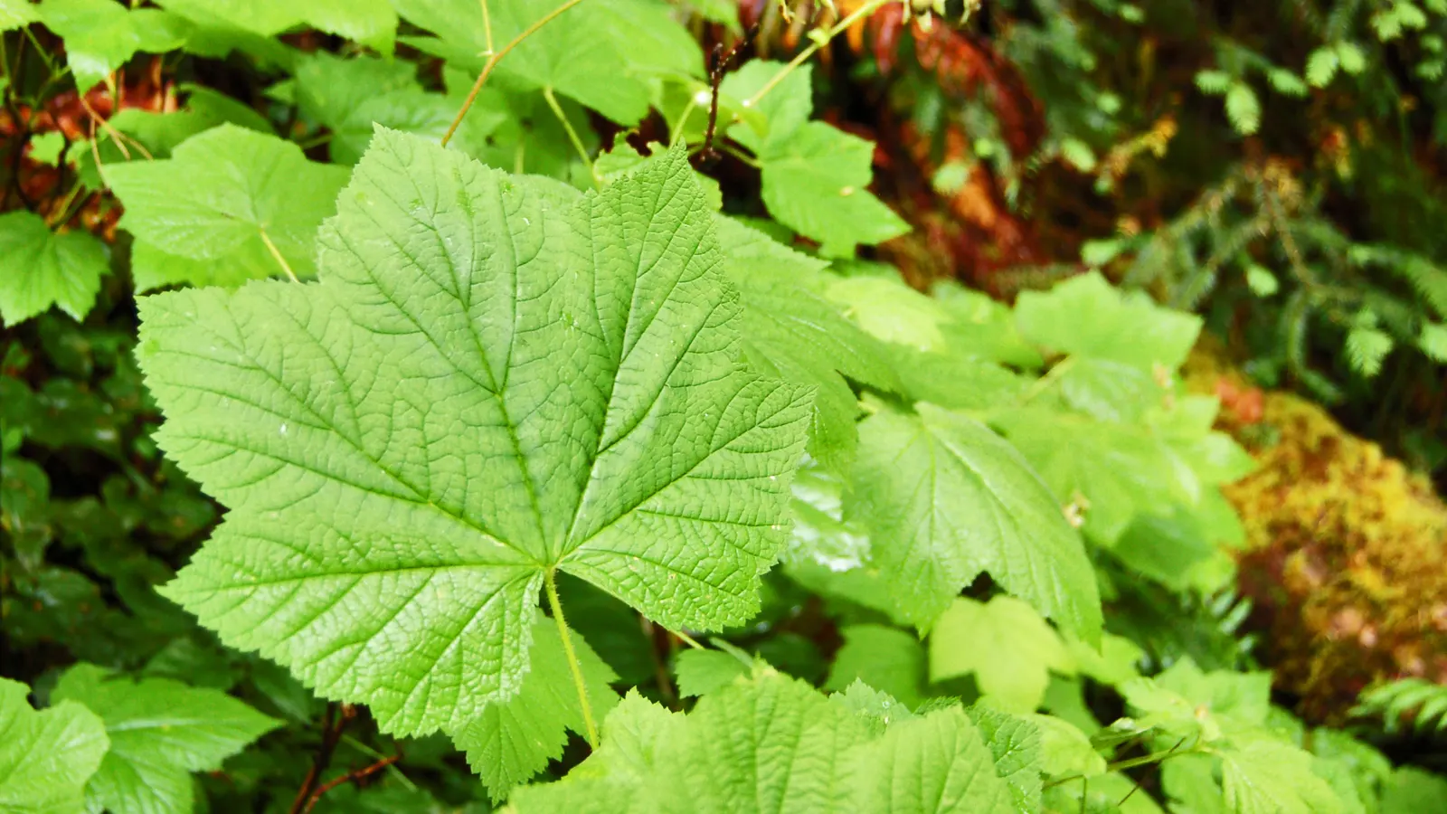 Bigleaf Maple (Acer Macrophyllum) — Ideal for spacious landscapes; hardiness is within USDA zones 5 through 9