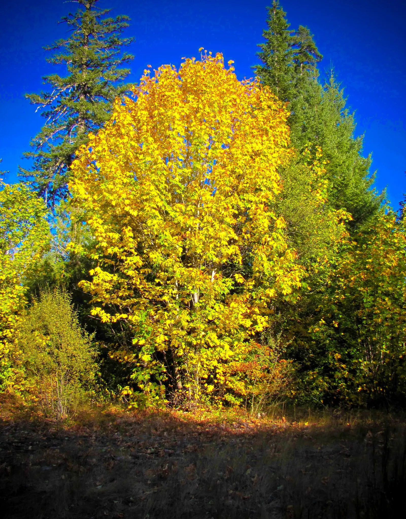 Bigleaf Maple (Acer Macrophyllum) — spanning up to 12 inches across; the Bigleaf Maple's tendency to grow in a multi-stemmed form can be visually striking