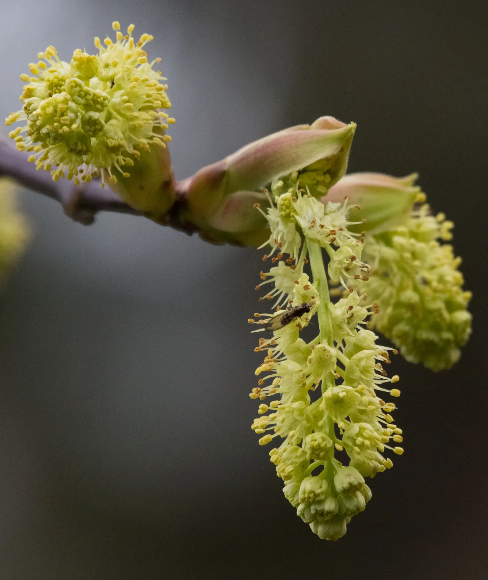 Bigleaf Maple (Acer Macrophyllum) — In spring, yellow-green flowers adorn the tree, later maturing into winged samaras; reaching an impressive span of up to 12