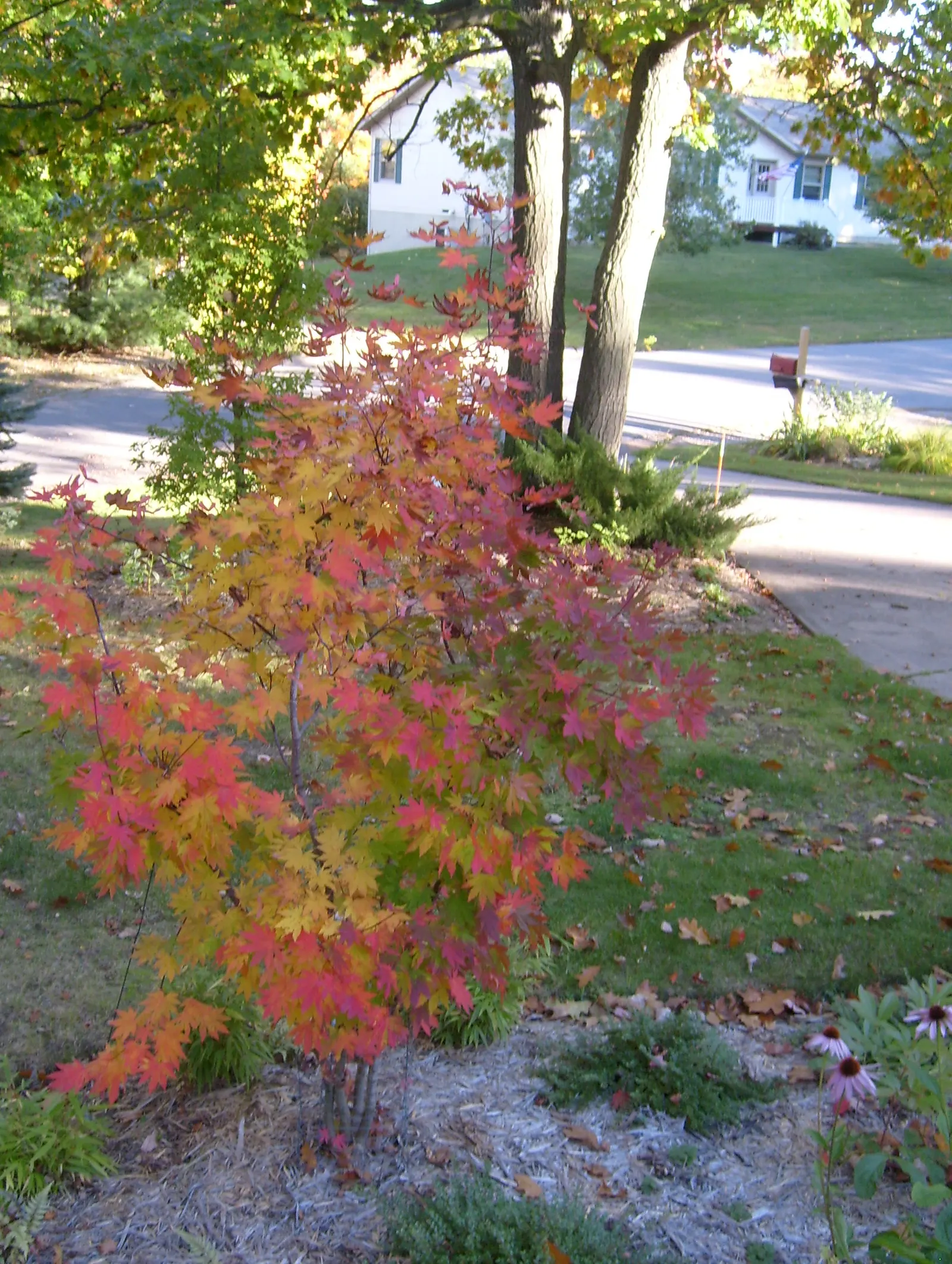 Korean Maple (Acer Pseudosieboldianum) — Hardy in USDA zones 4 through 8