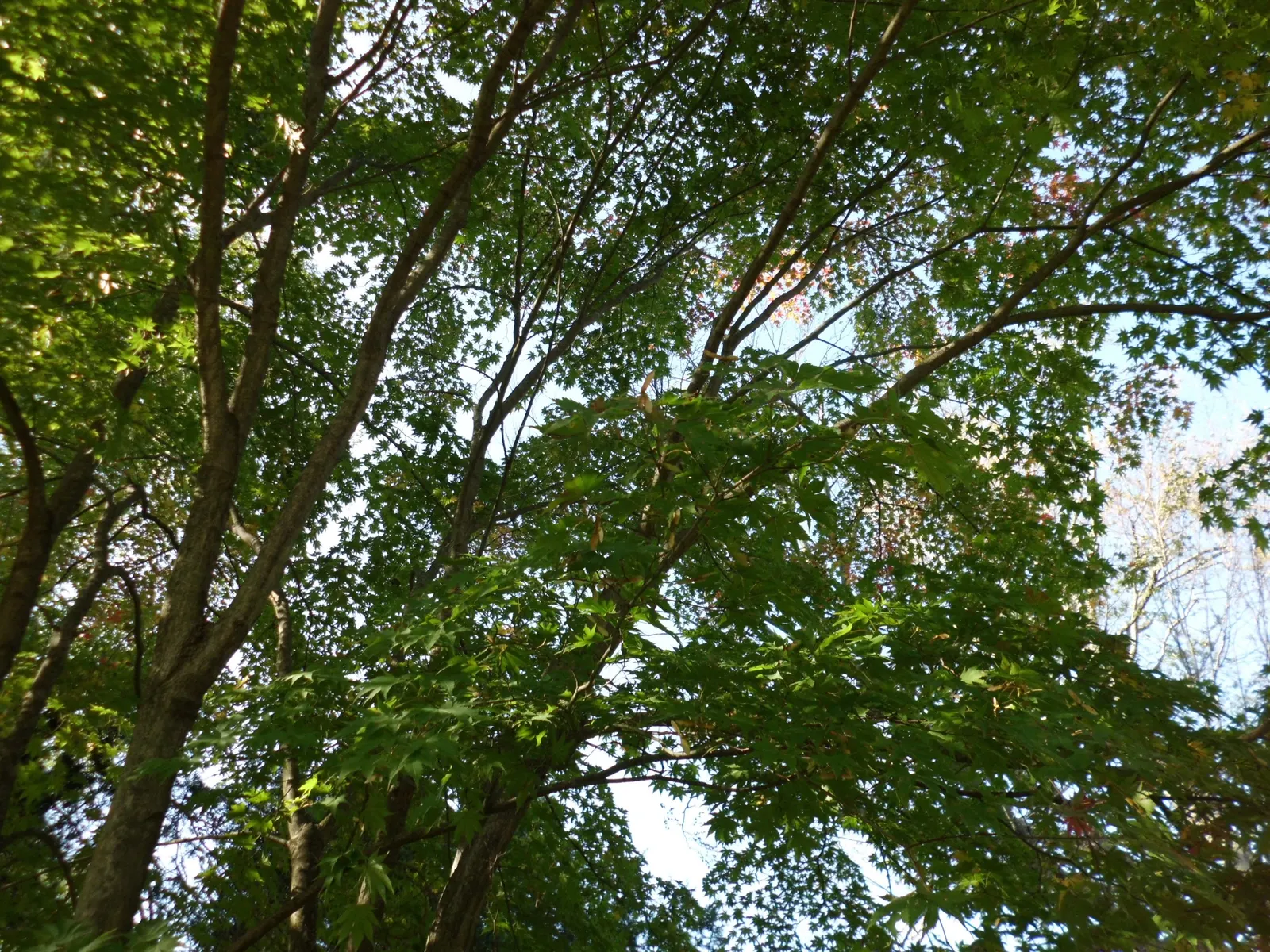 Korean Maple (Acer Pseudosieboldianum) — The Korean Maple is also moderately drought-tolerant once established