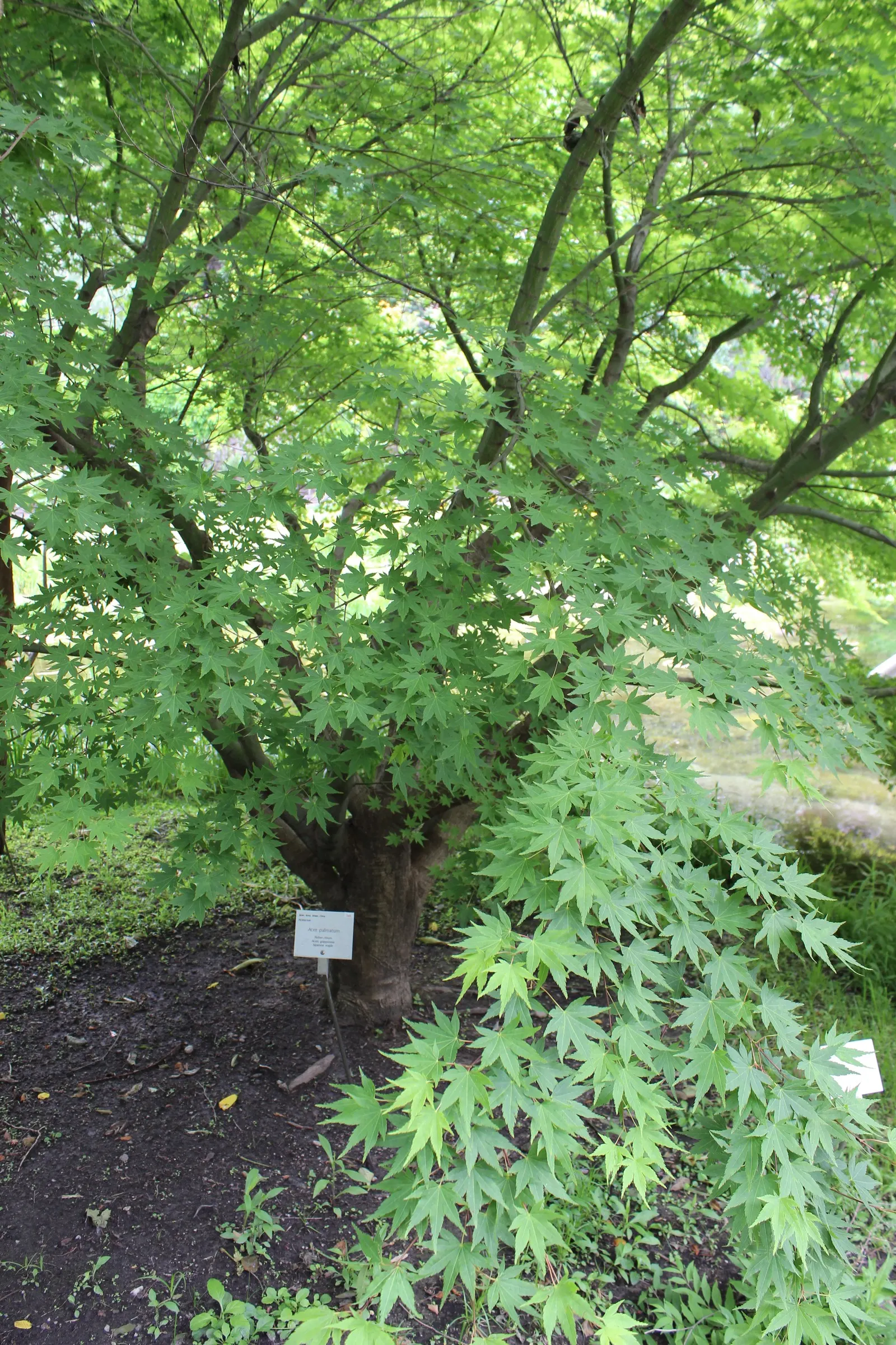 Korean Maple (Acer Pseudosieboldianum) — this Acer thrives in well-drained