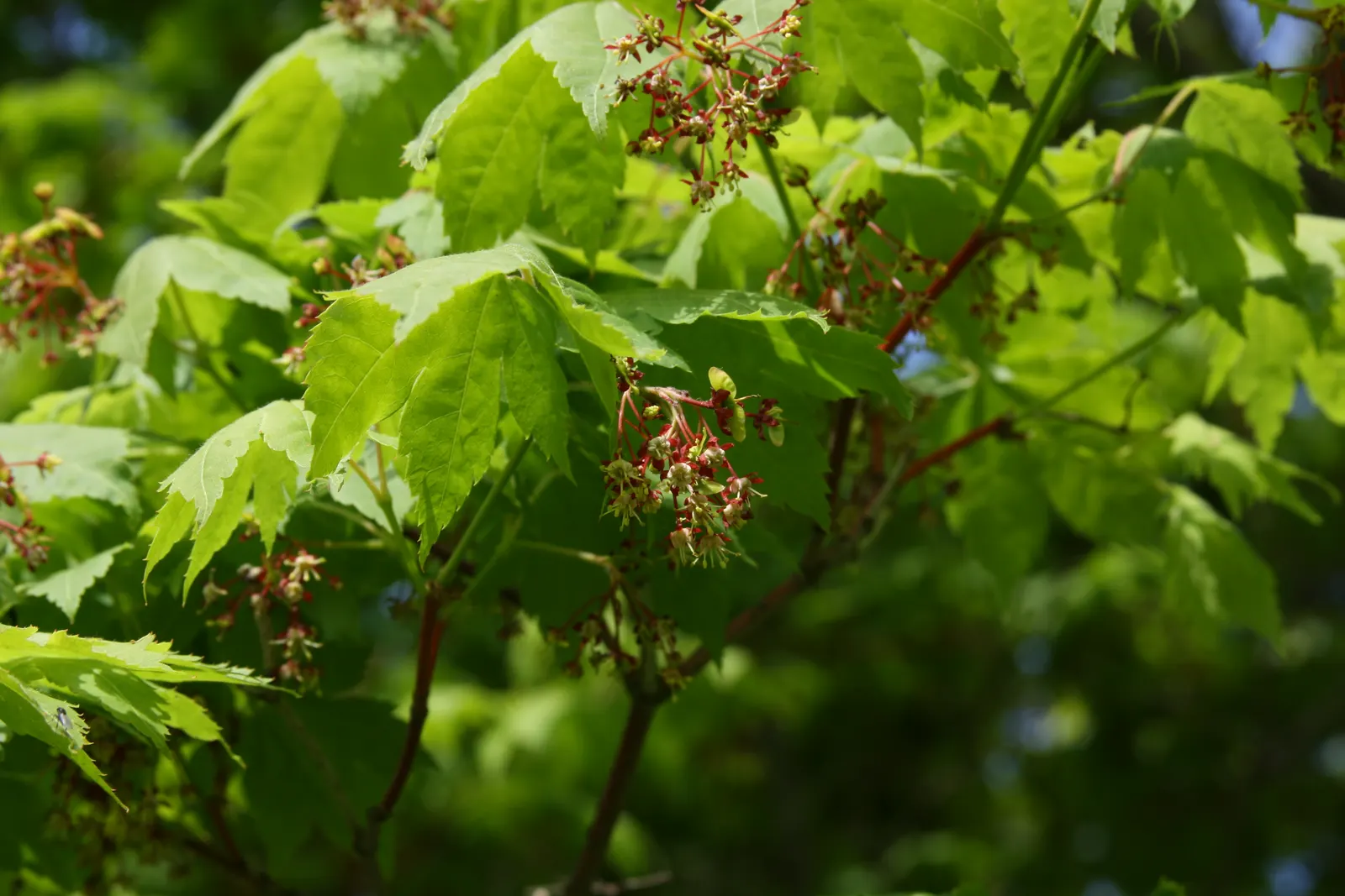 Korean Maple (Acer Pseudosieboldianum) — which give way to winged samaras (seed pods) that add additional ornamental interest