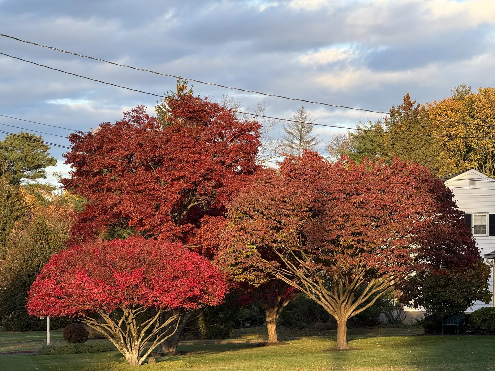 Korean Maple (Acer Pseudosieboldianum) — these leaves emerge with a fresh green hue