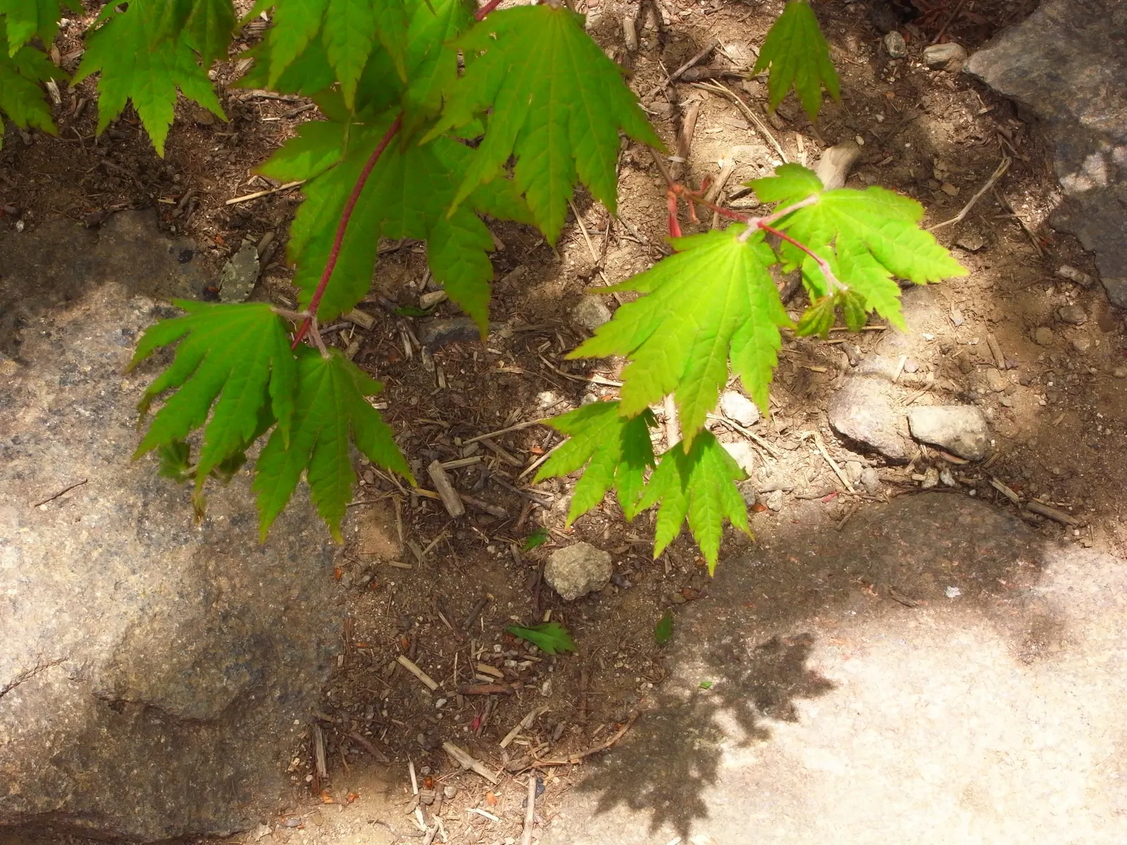 Korean Maple (Acer Pseudosieboldianum) — transitioning to a dramatic display of fiery reds