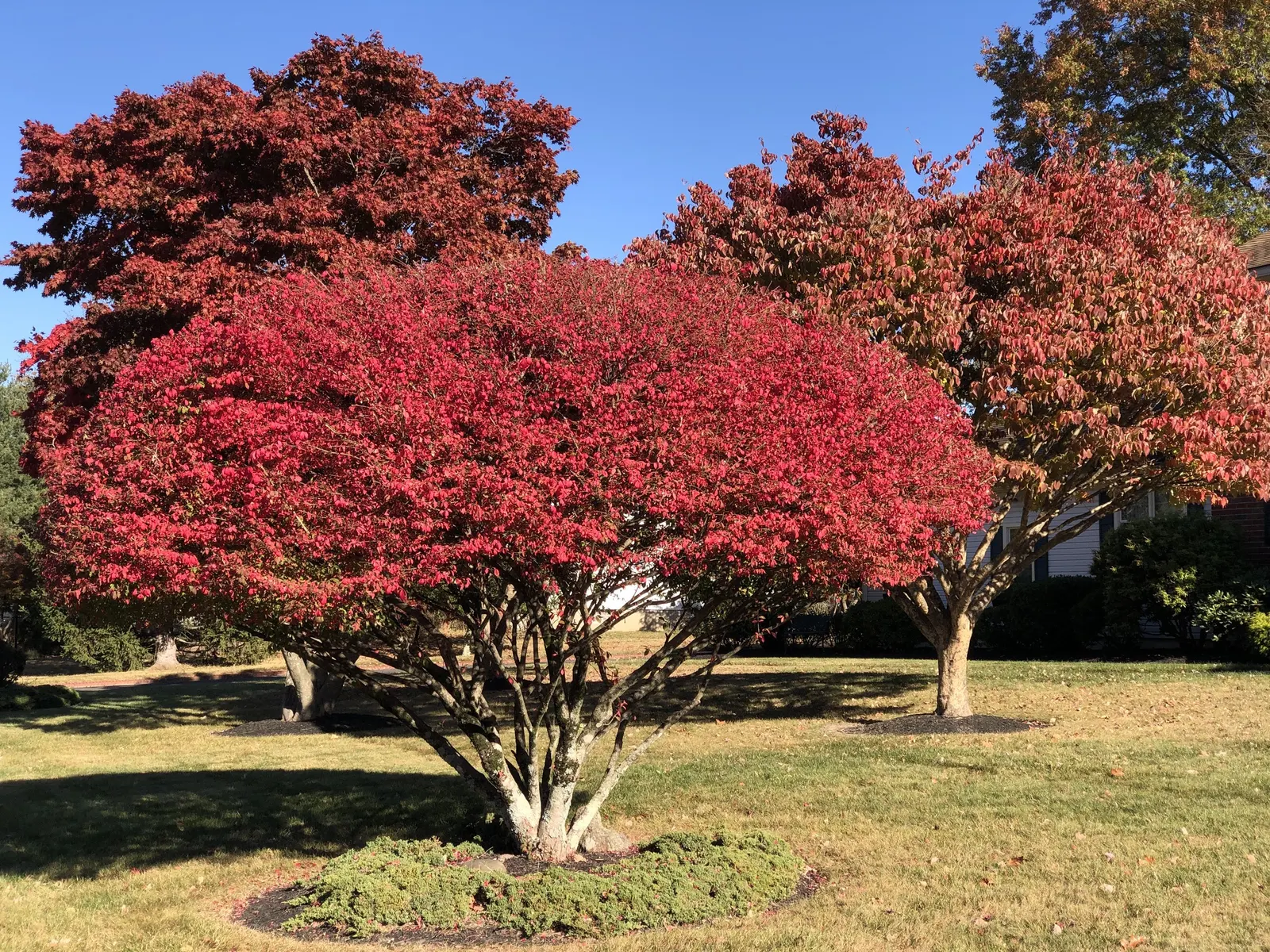 Korean Maple (Acer Pseudosieboldianum) — providing a stunning seasonal show.<br><br>In spring