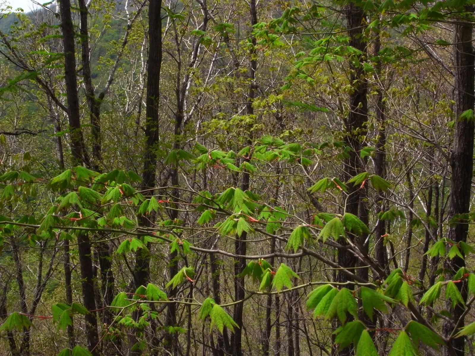 Korean Maple (Acer Pseudosieboldianum) — commonly known as the Korean Maple