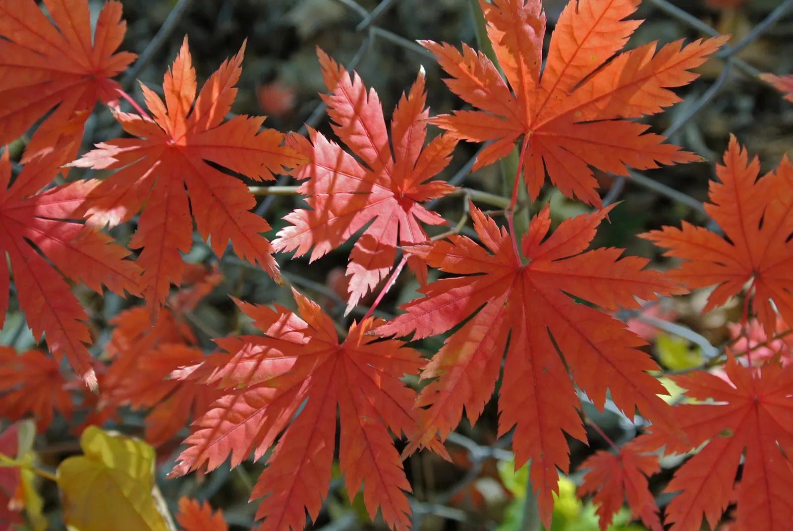 Korean Maple (Acer Pseudosieboldianum) — resembling those of the closely related Japanese Maple (Acer palmatum)