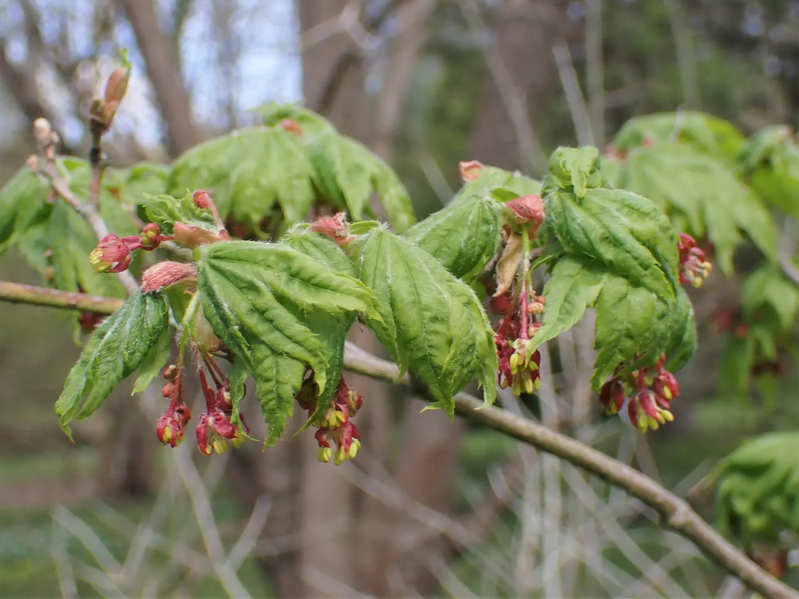 Korean Maple (Acer Pseudosieboldianum) — its palmate leaves shift from lush green to striking shades of yellow