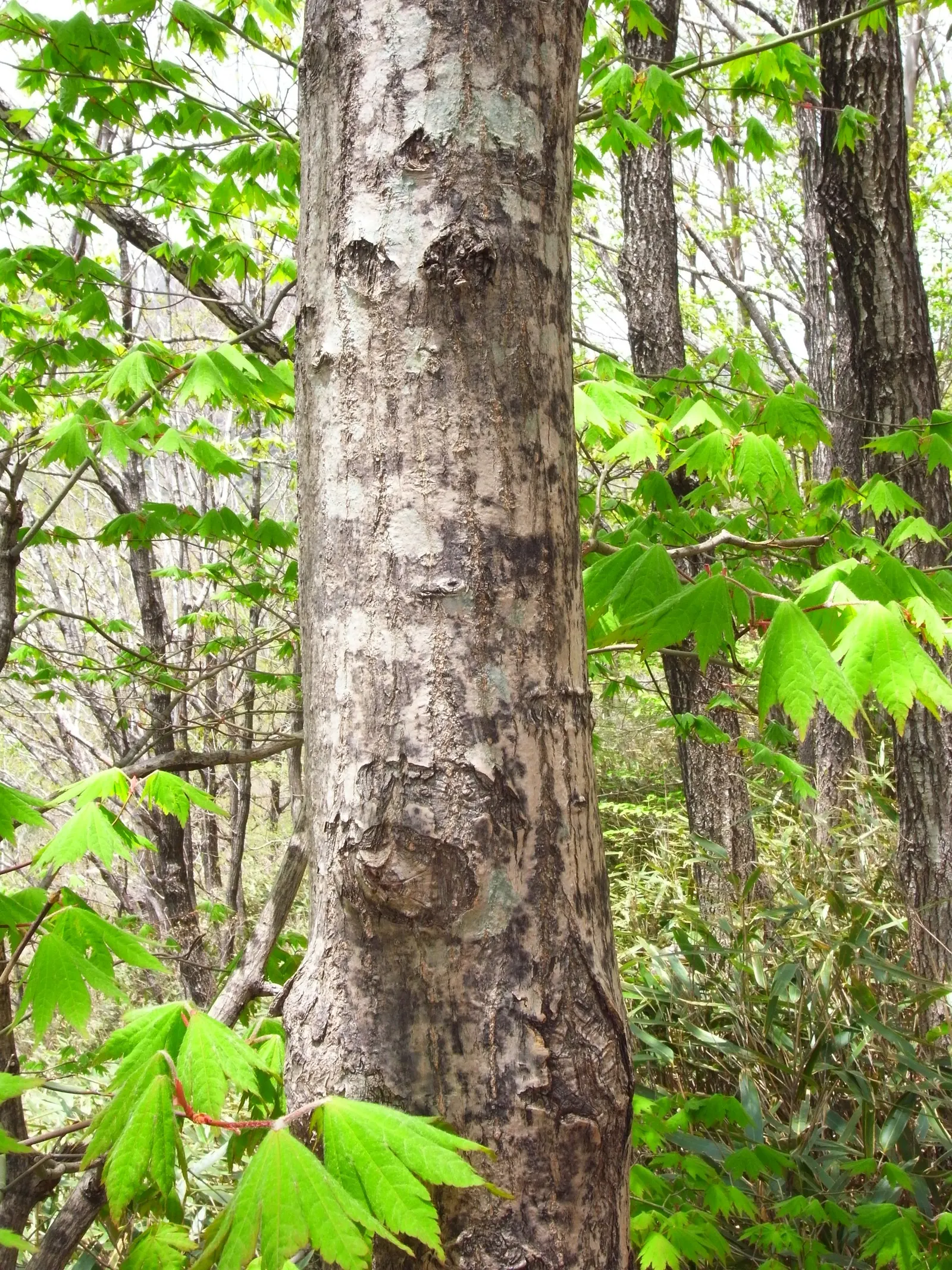 Korean Maple (Acer Pseudosieboldianum) — requiring full sun to partial shade and well-drained soil