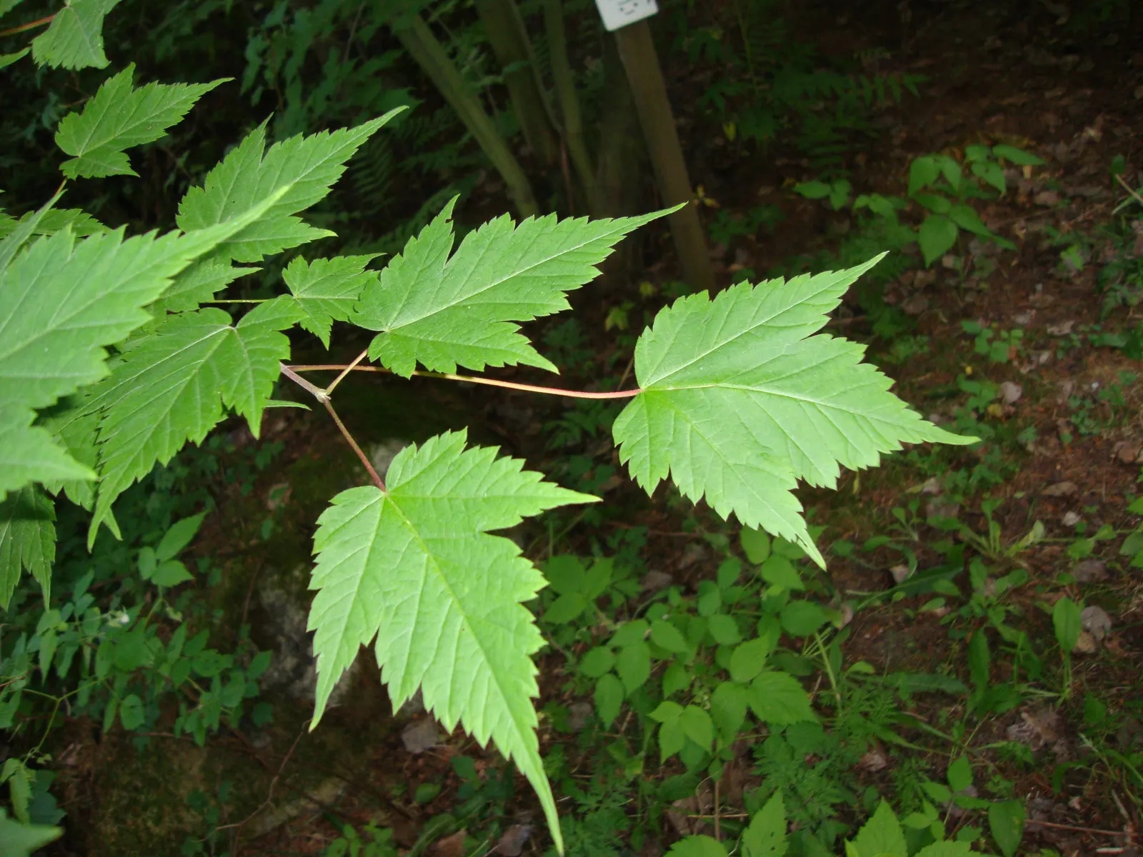 Korean Maple (Acer Pseudosieboldianum) — each leaf divided into 9 to 11 sharply pointed lobes