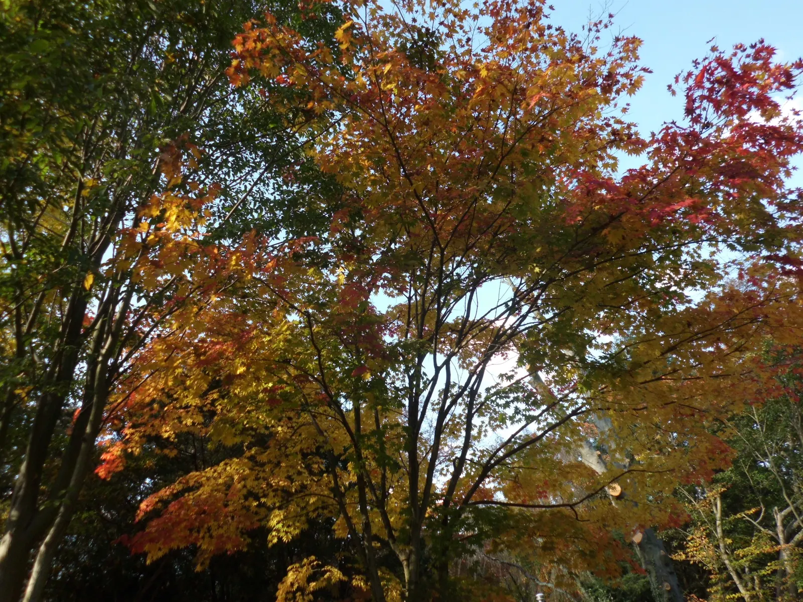 Korean Maple (Acer Pseudosieboldianum) — slightly acidic to neutral soil and prefers a spot with partial to full sunlight