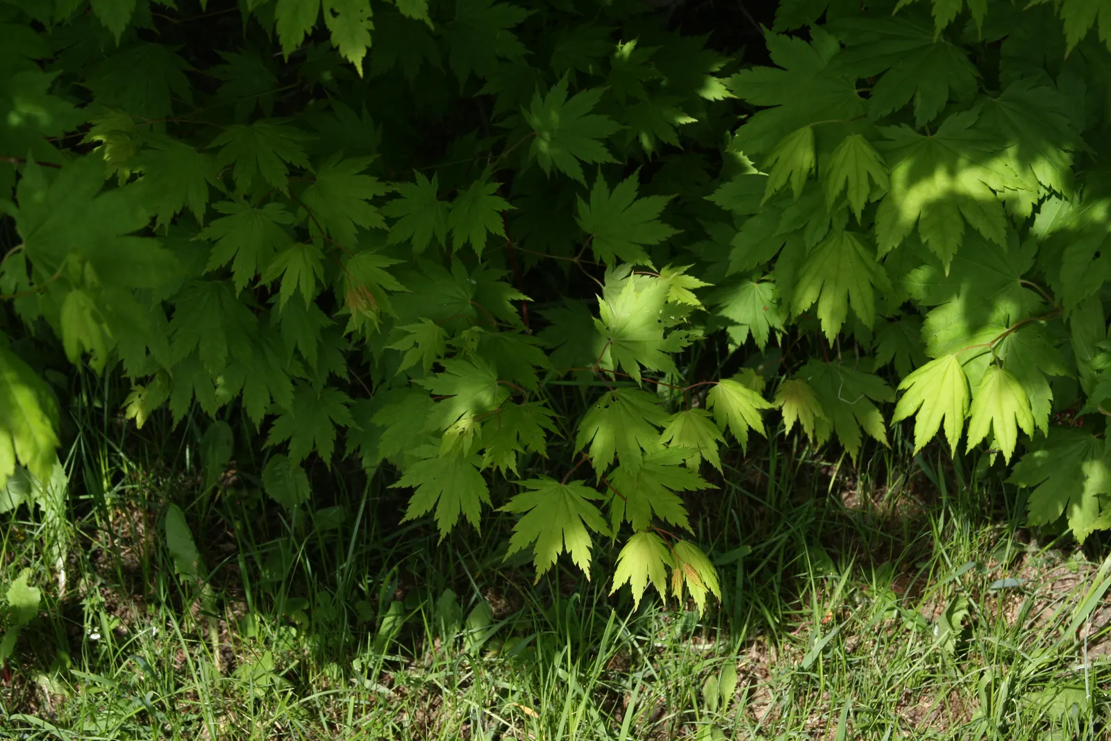 Korean Maple (Acer Pseudosieboldianum) — presents an excellent choice for gardeners seeking to introduce a smaller