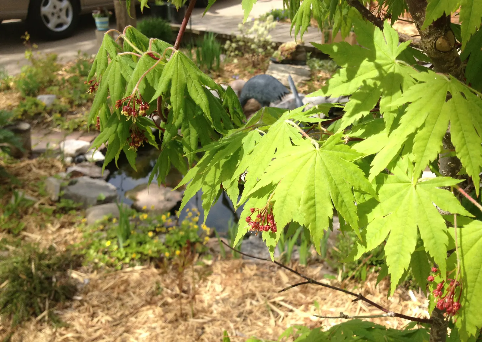 Korean Maple (Acer Pseudosieboldianum) — With a spread of 10-15 feet