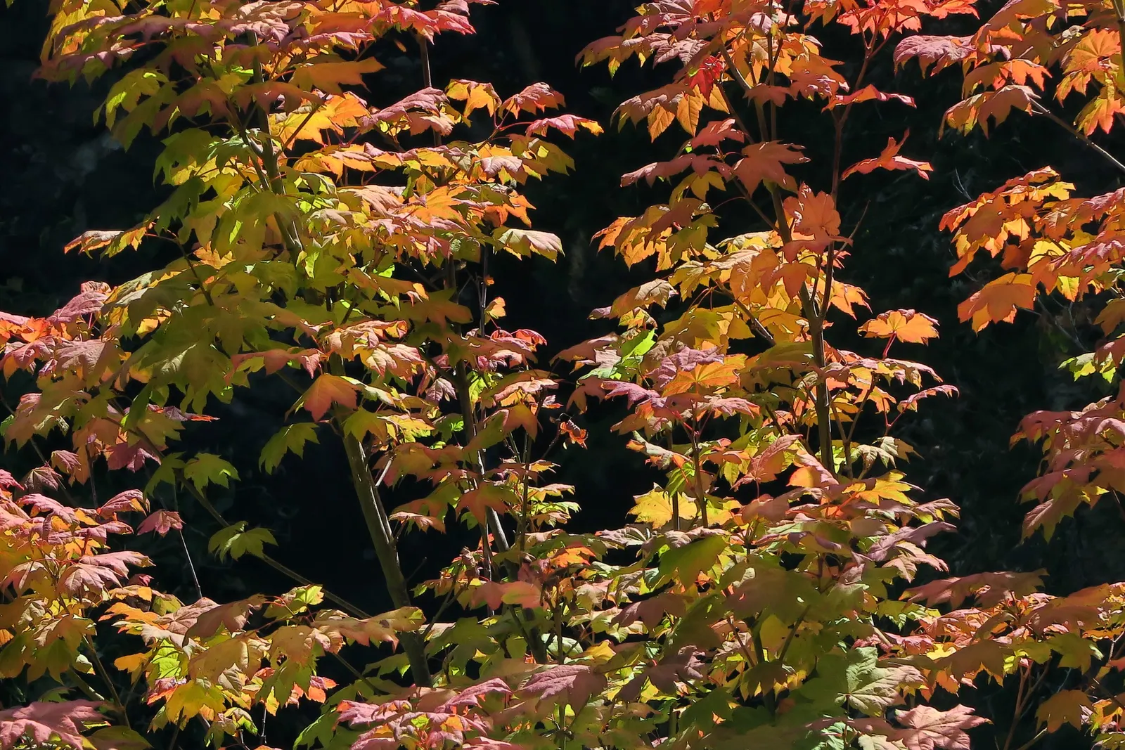 Korean Maple (Acer Pseudosieboldianum) — this deciduous small-to-medium-sized tree typically reaches 15 to 25 feet in height with a similar spread
