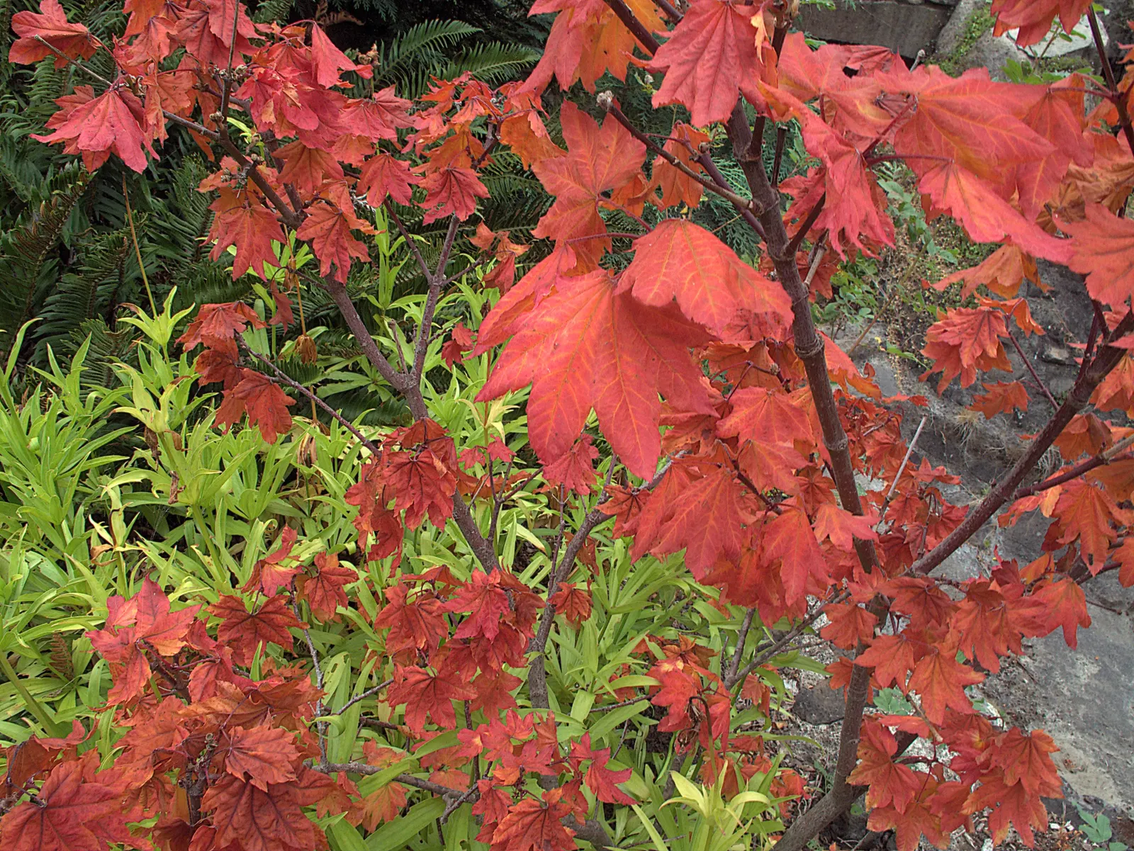 Korean Maple (Acer Pseudosieboldianum) — Growing to elevations of 15-25 feet