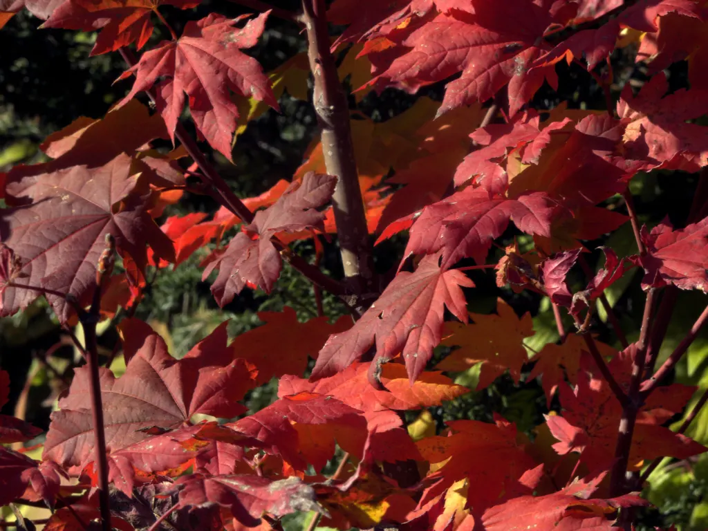 Korean Maple (Acer Pseudosieboldianum) — deciduous tree exalted for its hardy nature and vibrant autumnal display
