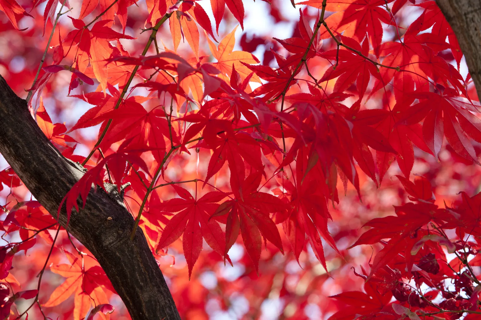 Korean Maple (Acer Pseudosieboldianum) — tree into their landscapes