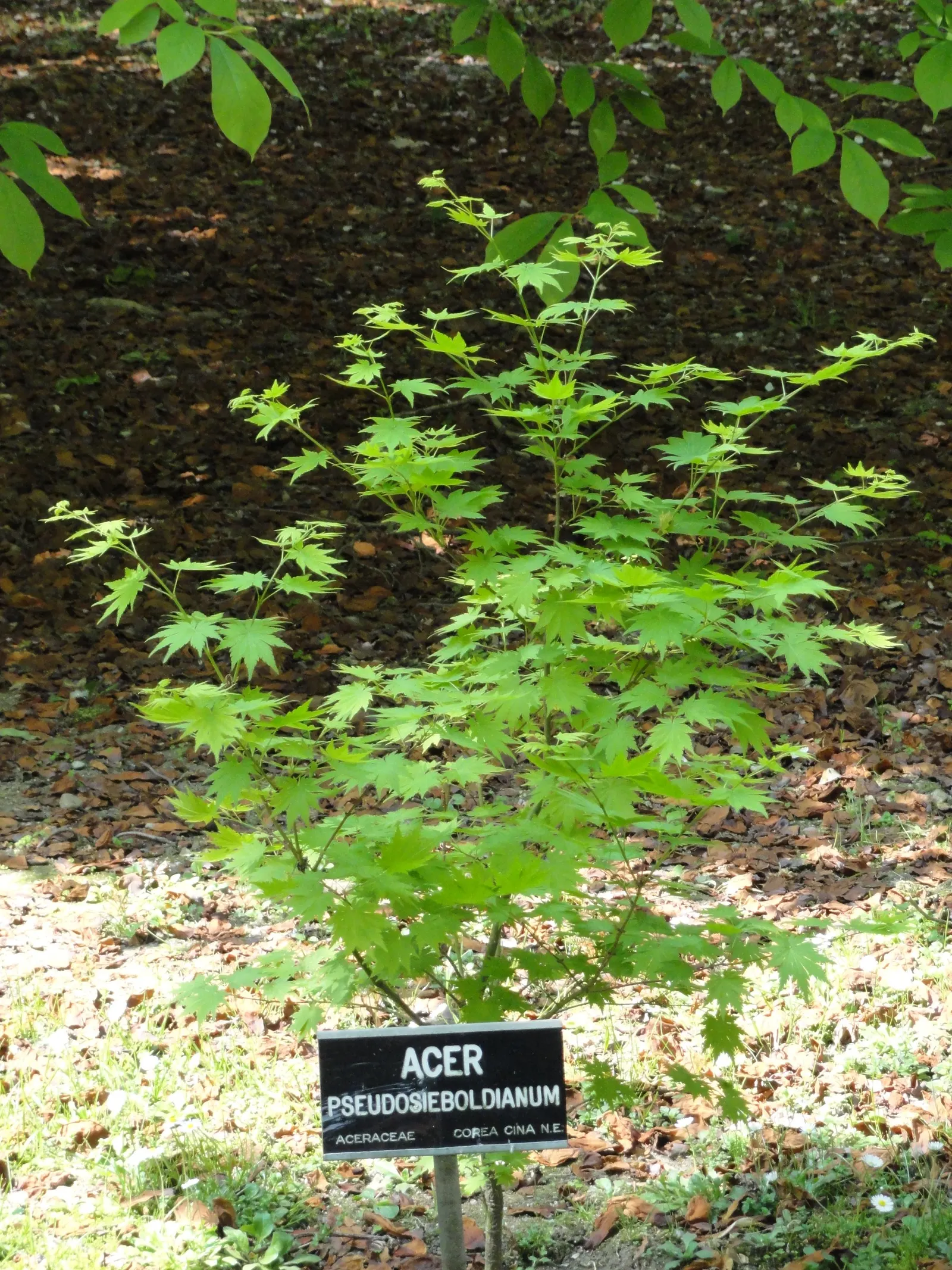 Korean Maple (Acer Pseudosieboldianum) — this cold-tolerant specimen thrives in Zones 4 through 8