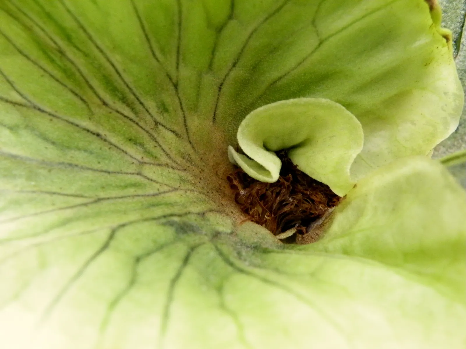 Filipino Staghorn Fern (Platycerium Grande) — increasing frequency during hotter