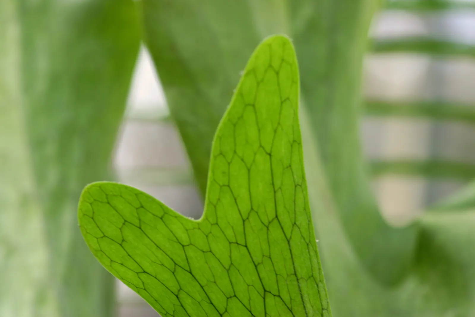 Filipino Staghorn Fern (Platycerium Grande) — fern / shrub for deep shade or shade