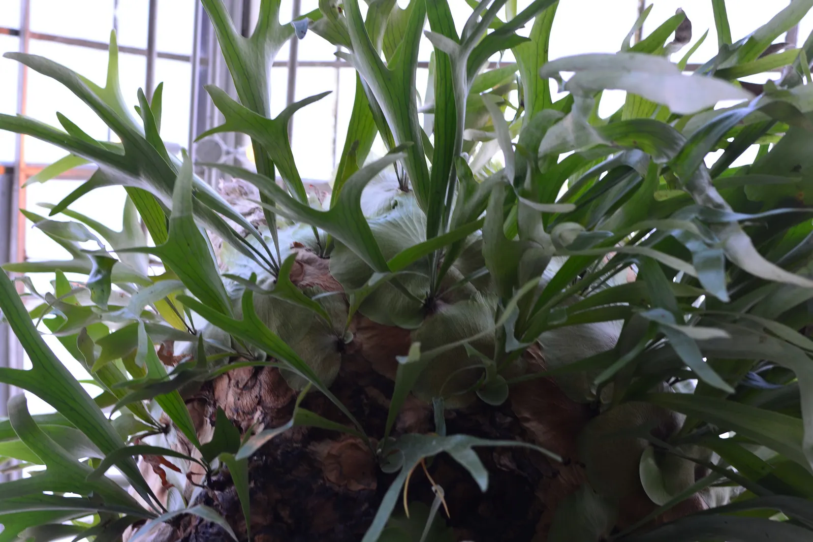 Filipino Staghorn Fern (Platycerium Grande) — which can grow an impressive 3 to 4 feet long with a similar spread; increasing frequency during hotter