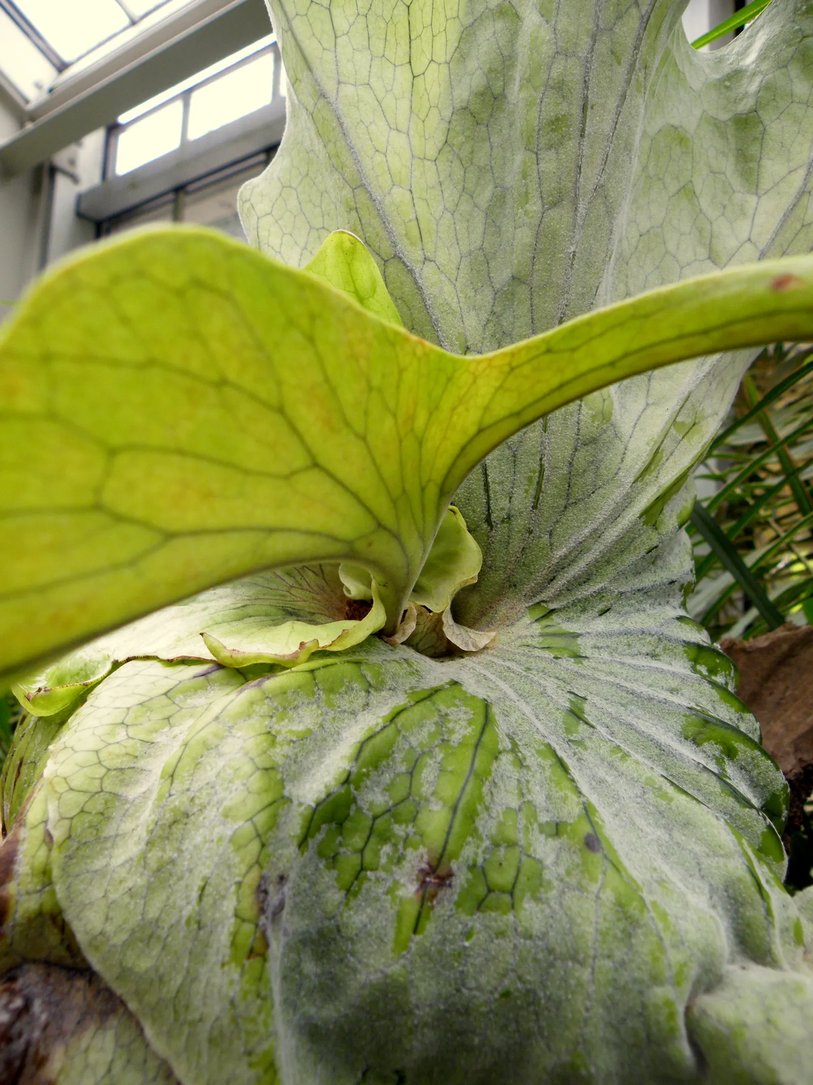 Filipino Staghorn Fern (Platycerium Grande) — The Staghorn should be watered approximately once a week or when the medium feels dry to the touch