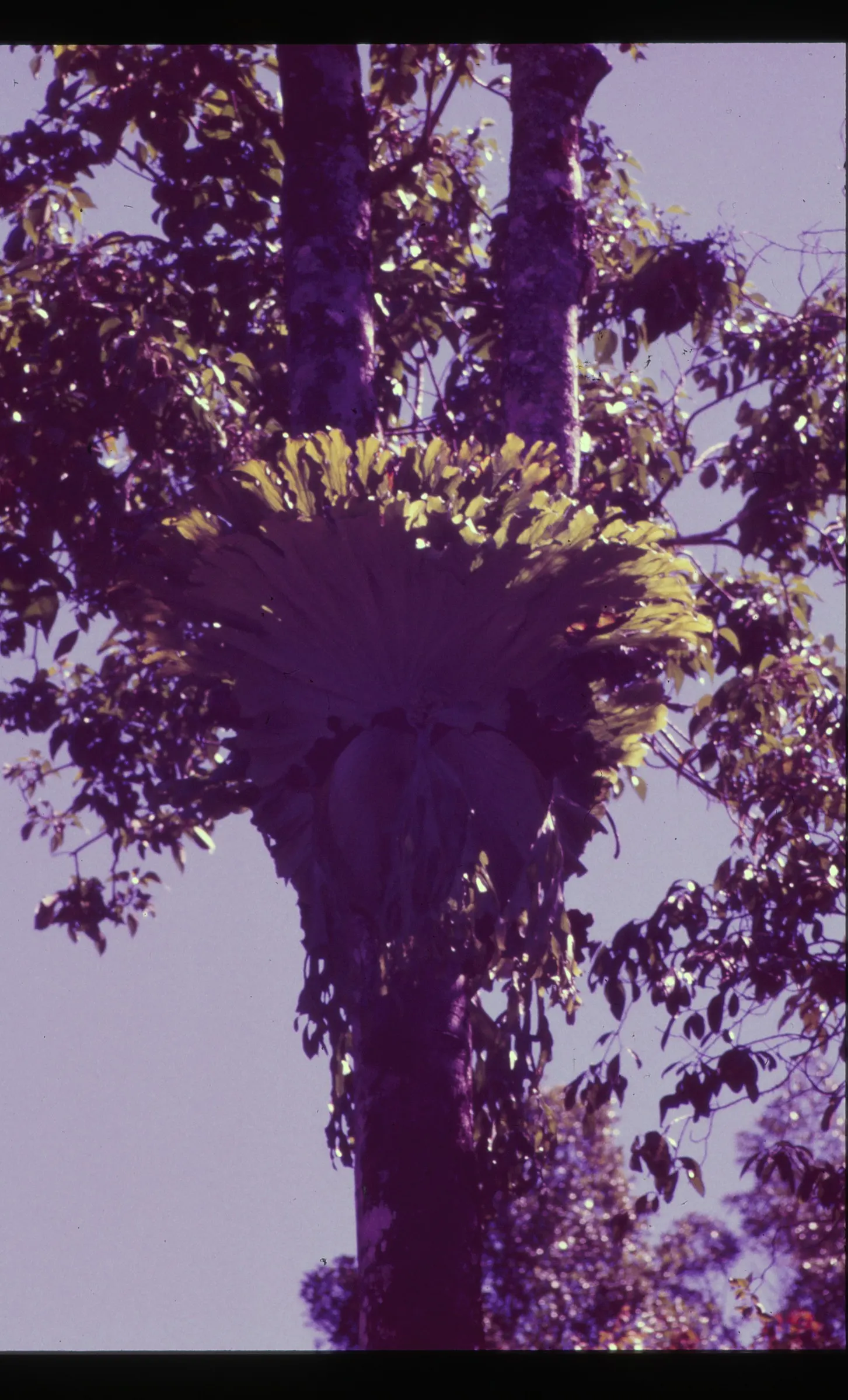 Filipino Staghorn Fern (Platycerium Grande) — is a noteworthy epiphyte prized for its grand