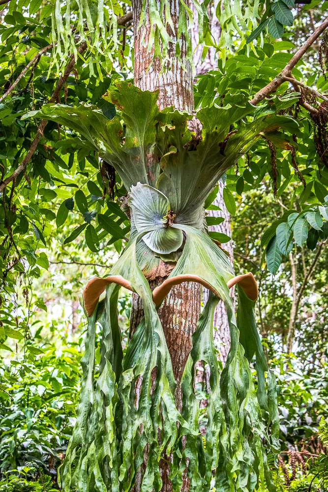 Filipino Staghorn Fern (Platycerium Grande) — This tropical fern thrives in humid environments, preferring bright, indirect light; the Staghorn should be