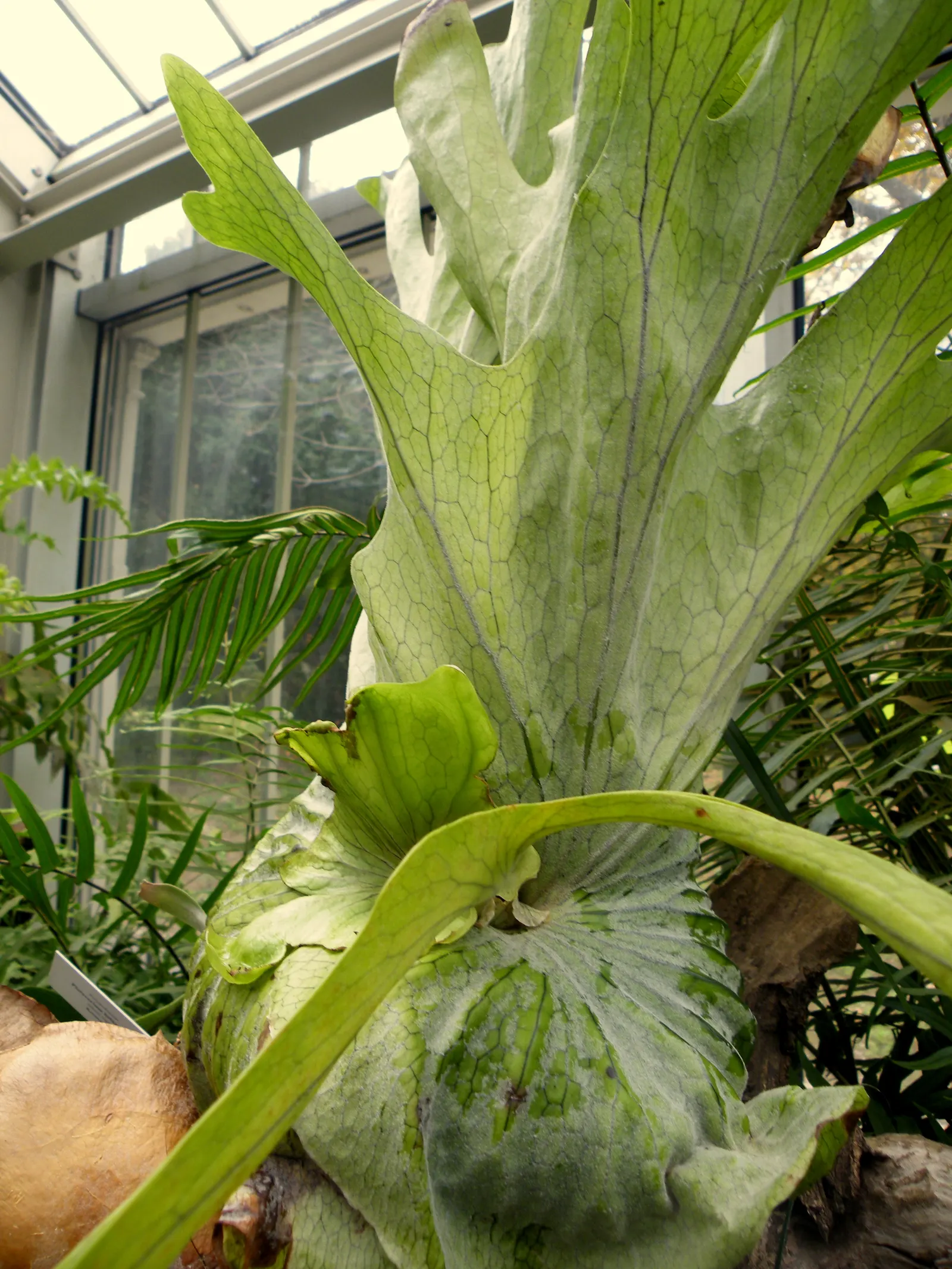 Filipino Staghorn Fern (Platycerium Grande) — antler-like fronds that can reach up to 6 feet in length; due to its imposing size and unique silhouette, P